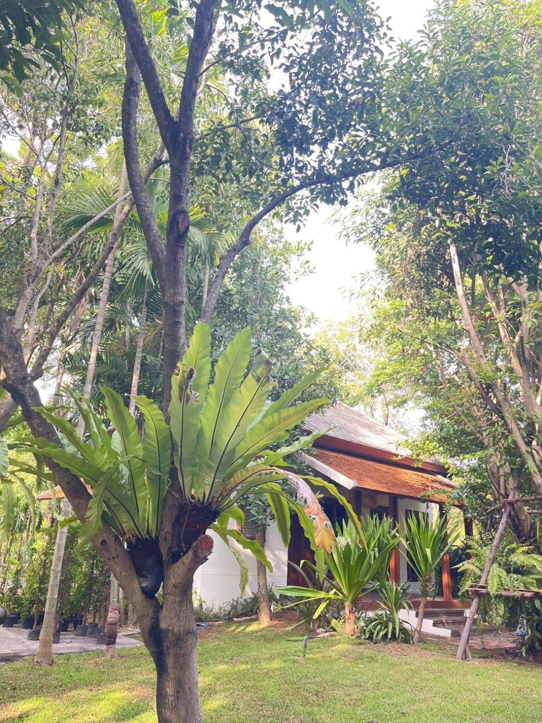 Tai 2* San Pa Tong