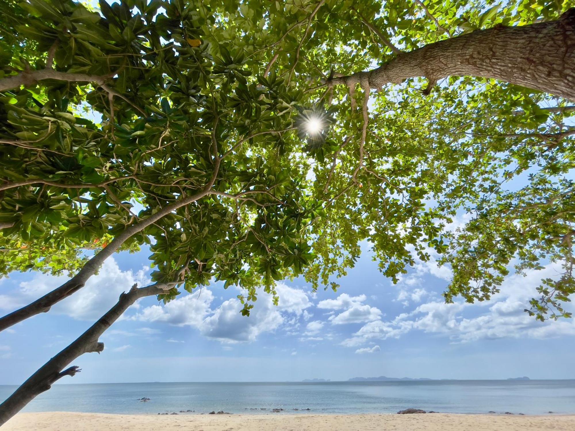 Cha Cha * Koh Jum