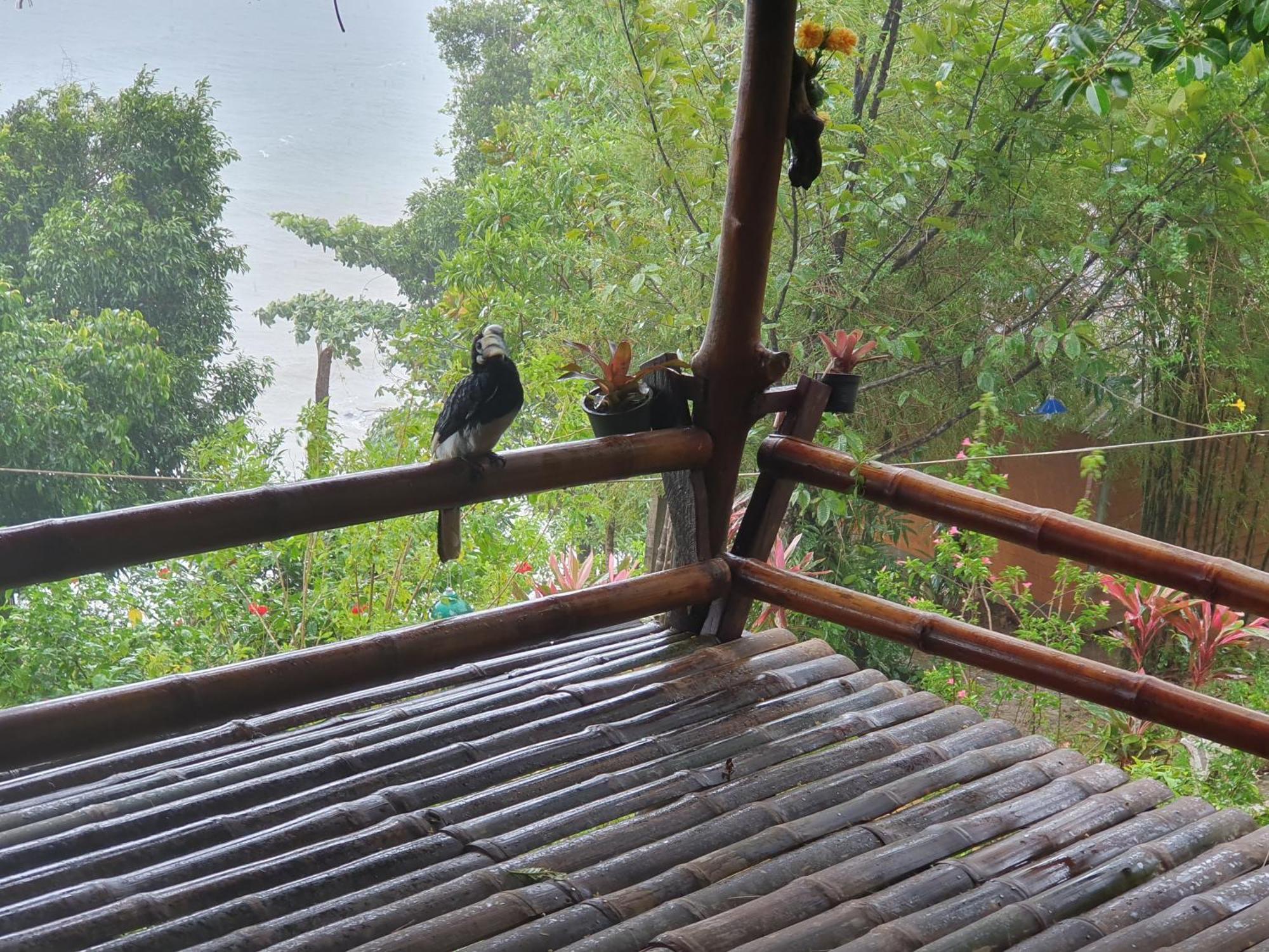 Littleduck Koh Chang Ranong