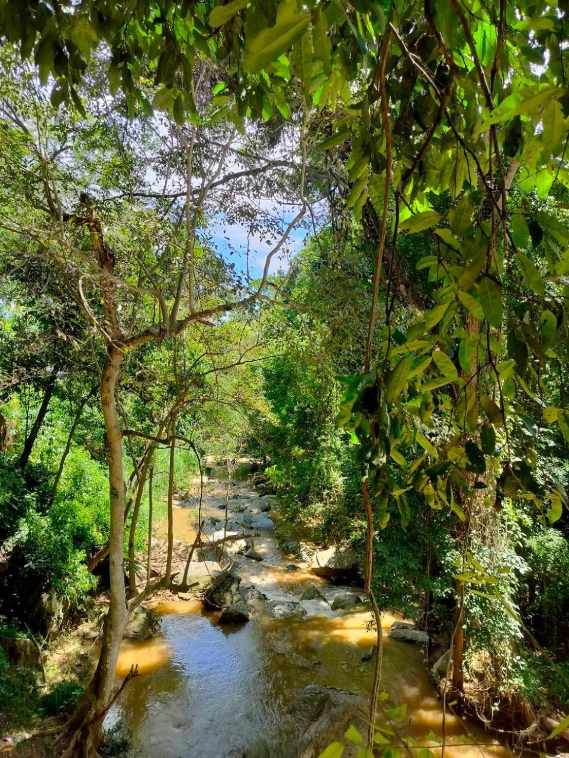 Maesa Greenery Hill Sha