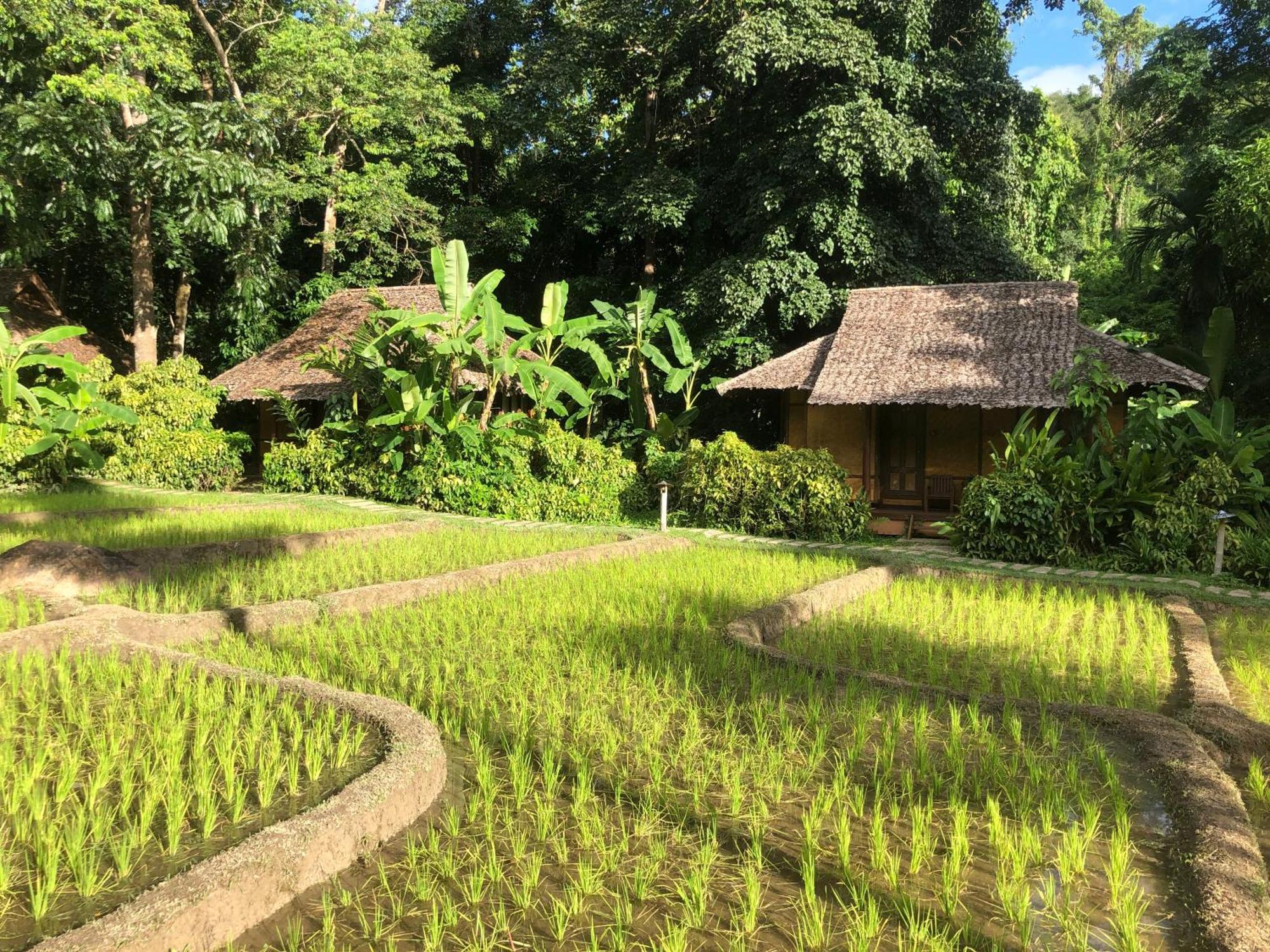 Fern Mae Hong Son