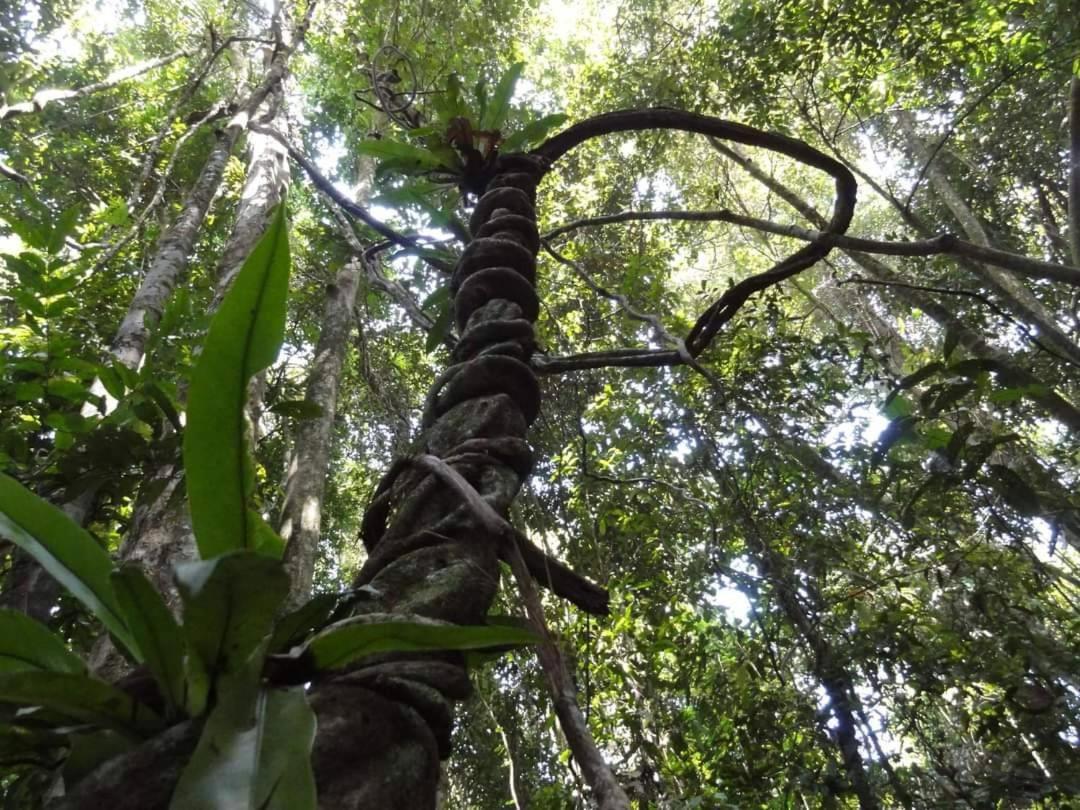 Khaosok Rainforest