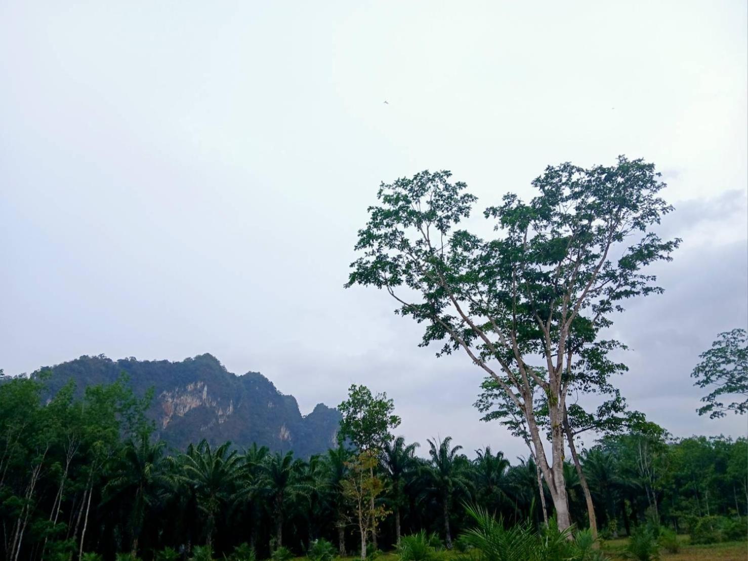 Bamboo House 2* Khao Sok National Park