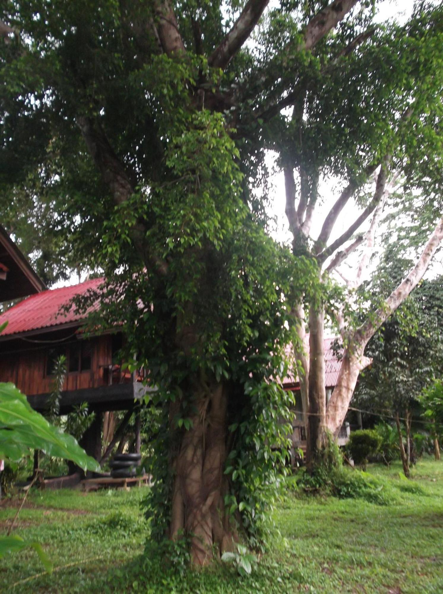 Bamboo House 2* Khao Sok National Park