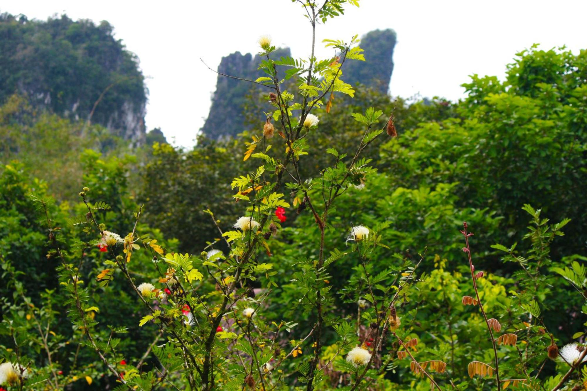Khao Sok Morning Mist Khao Sok National Park