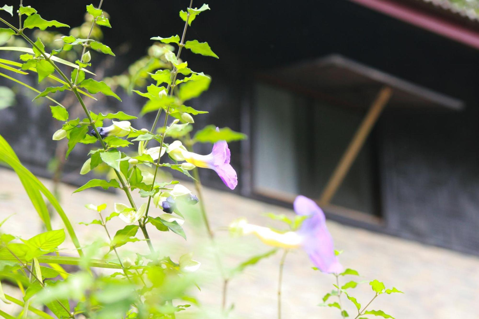 Khao Sok Morning Mist