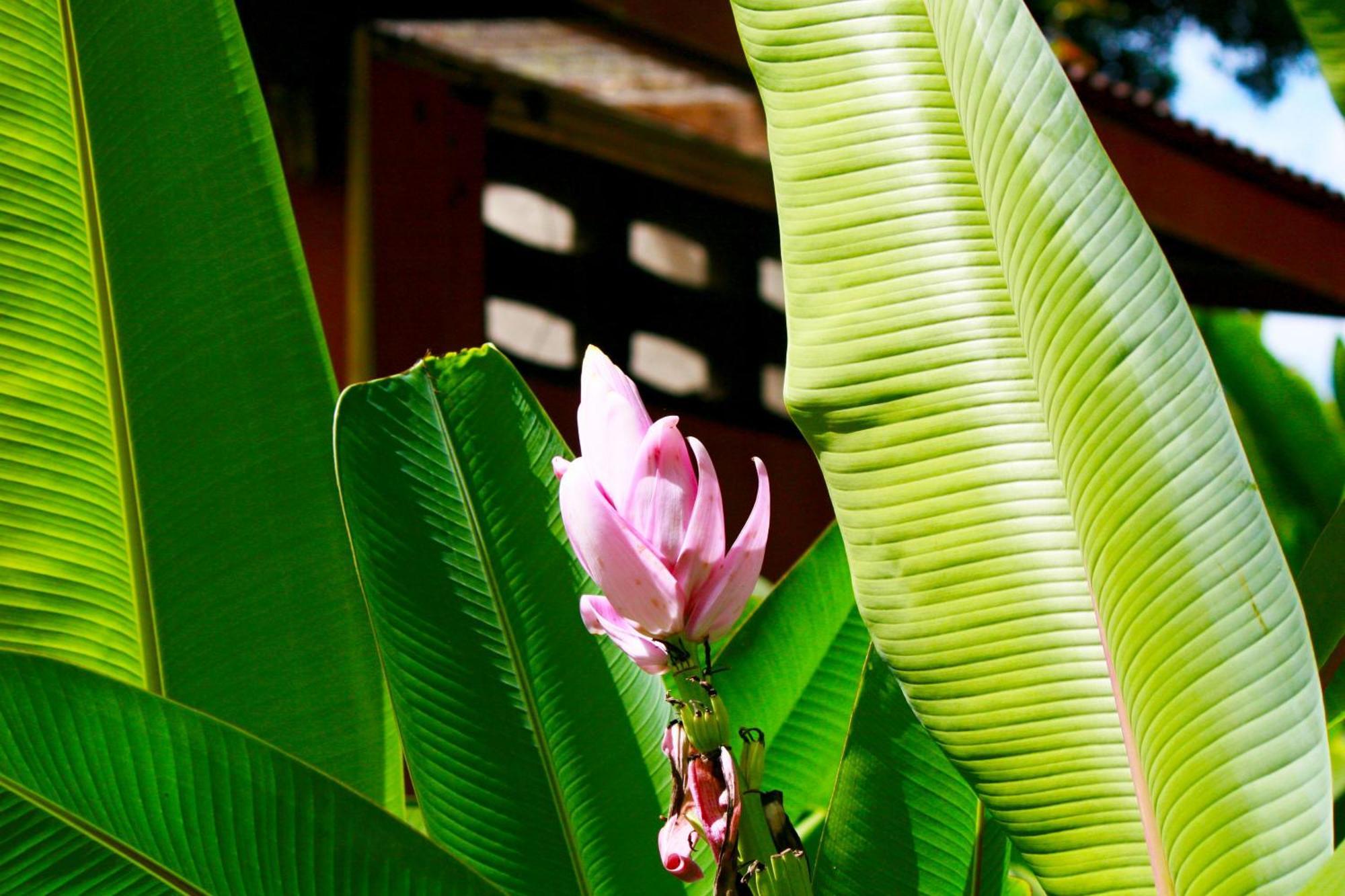 Khao Sok Morning Mist Resort
