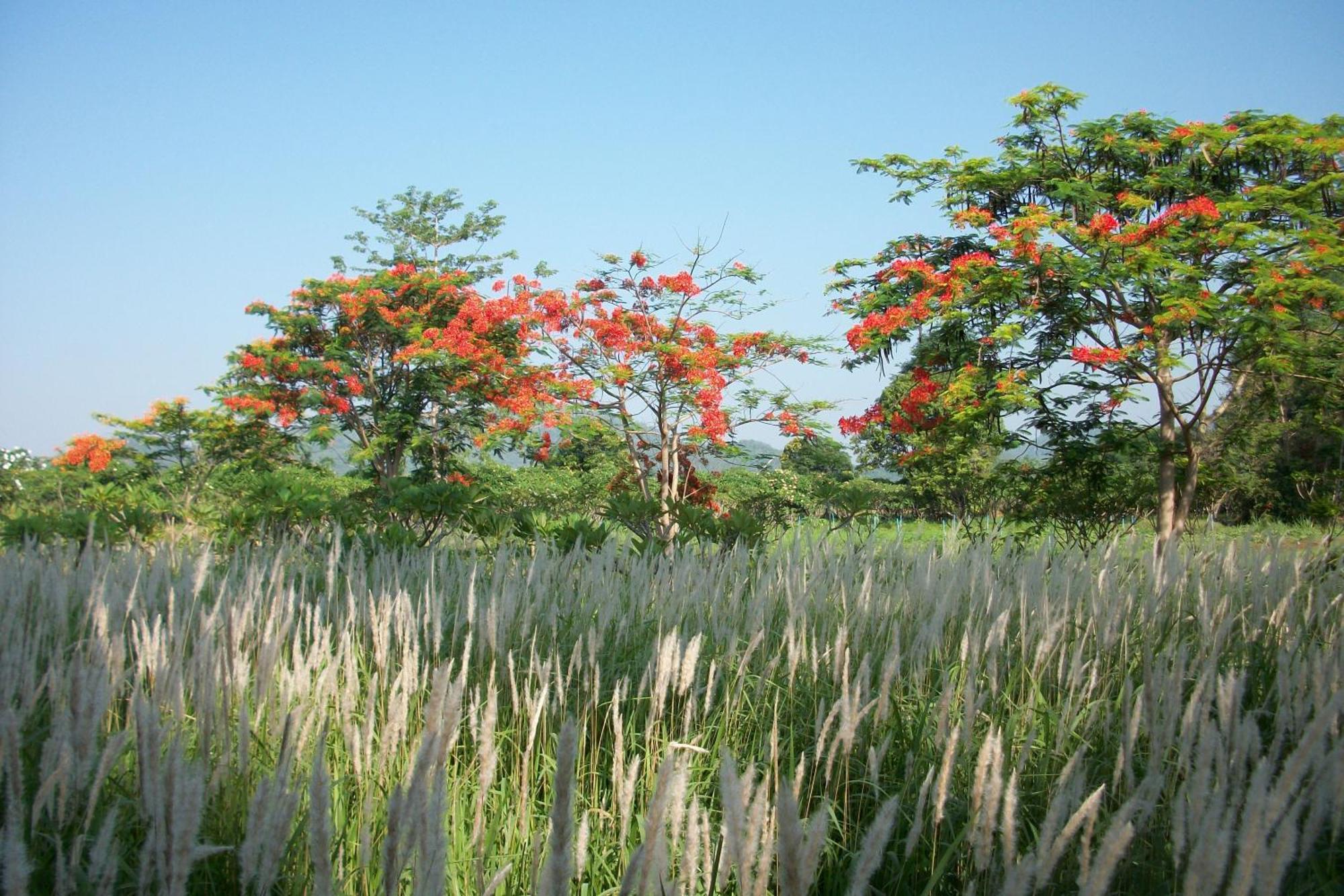 Lilawalai Nong Nam Daeng