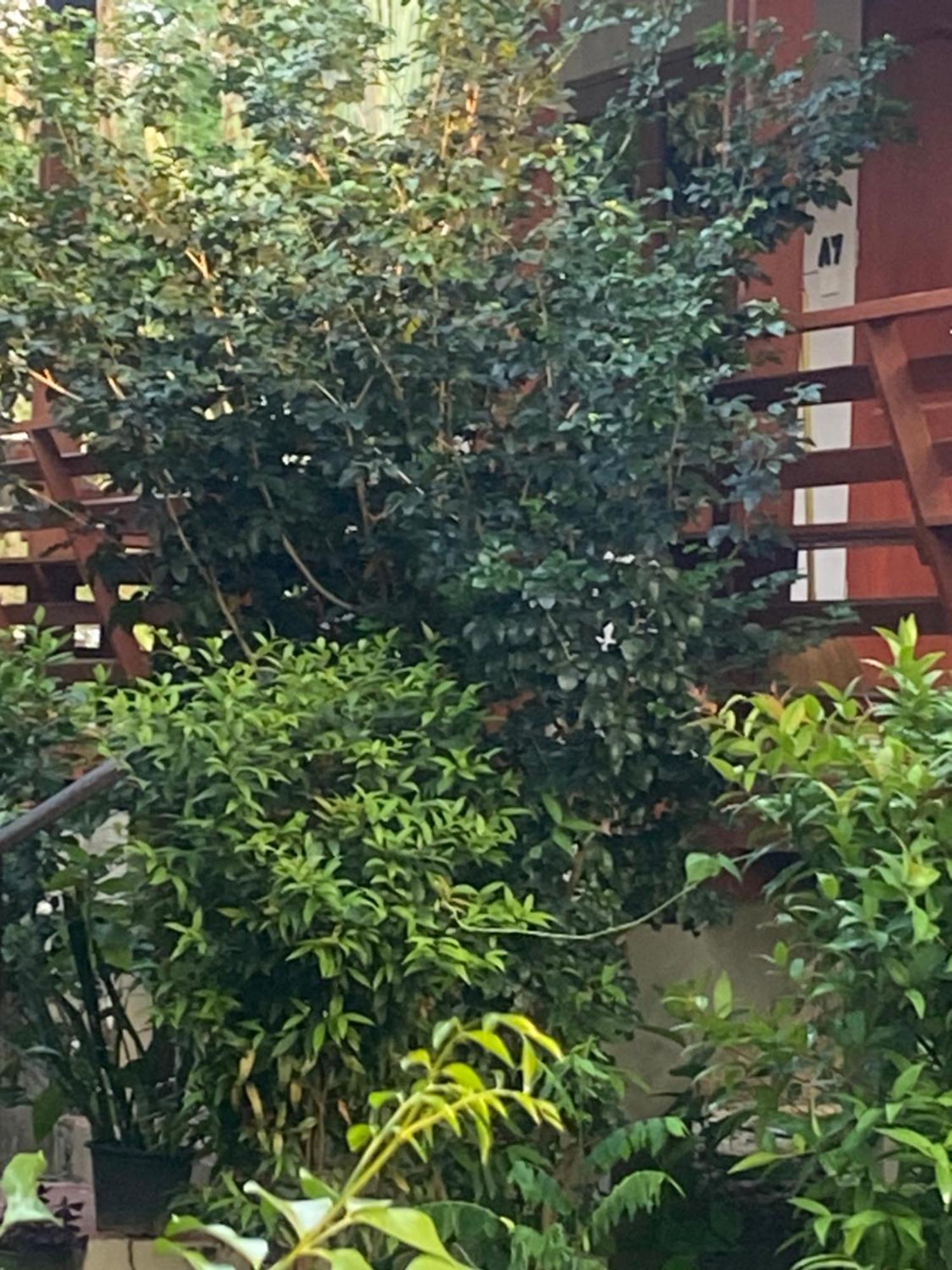 Paibaansuan Resort