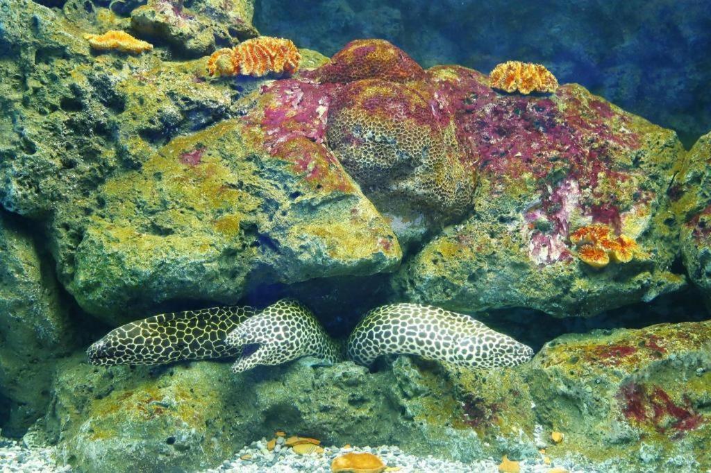 Coasta Bangsaen Si Racha
