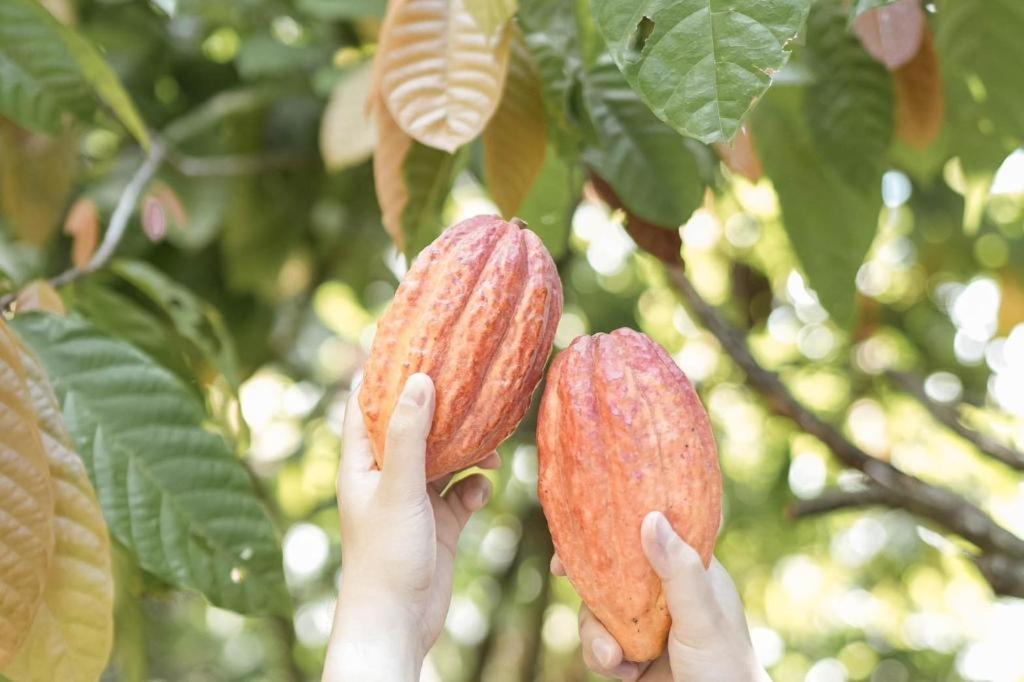 Cocoa Valley Pua