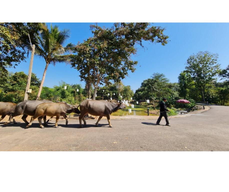 Naturalpark De Wangthong 3*
