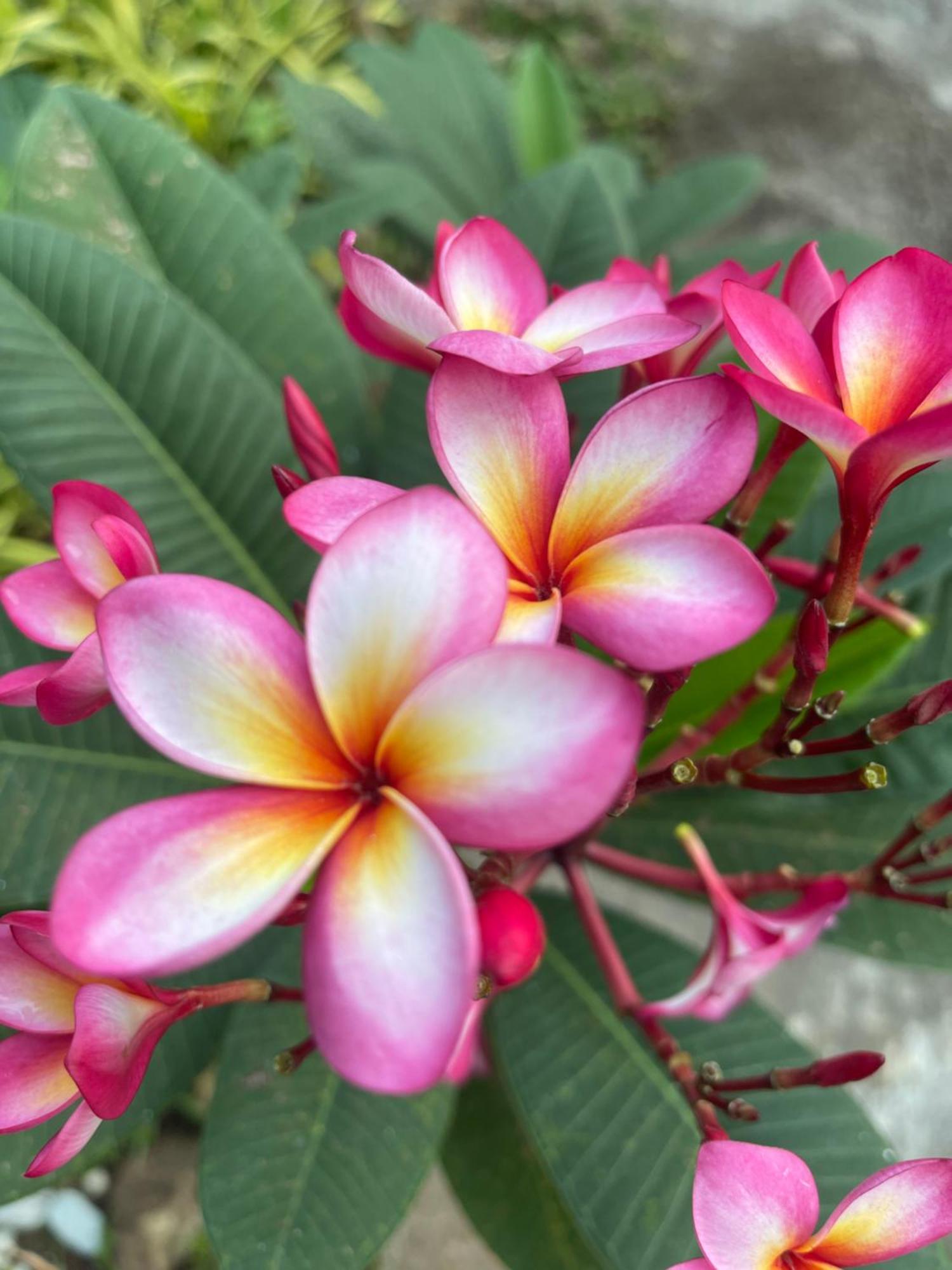 Vanara Koh Chang