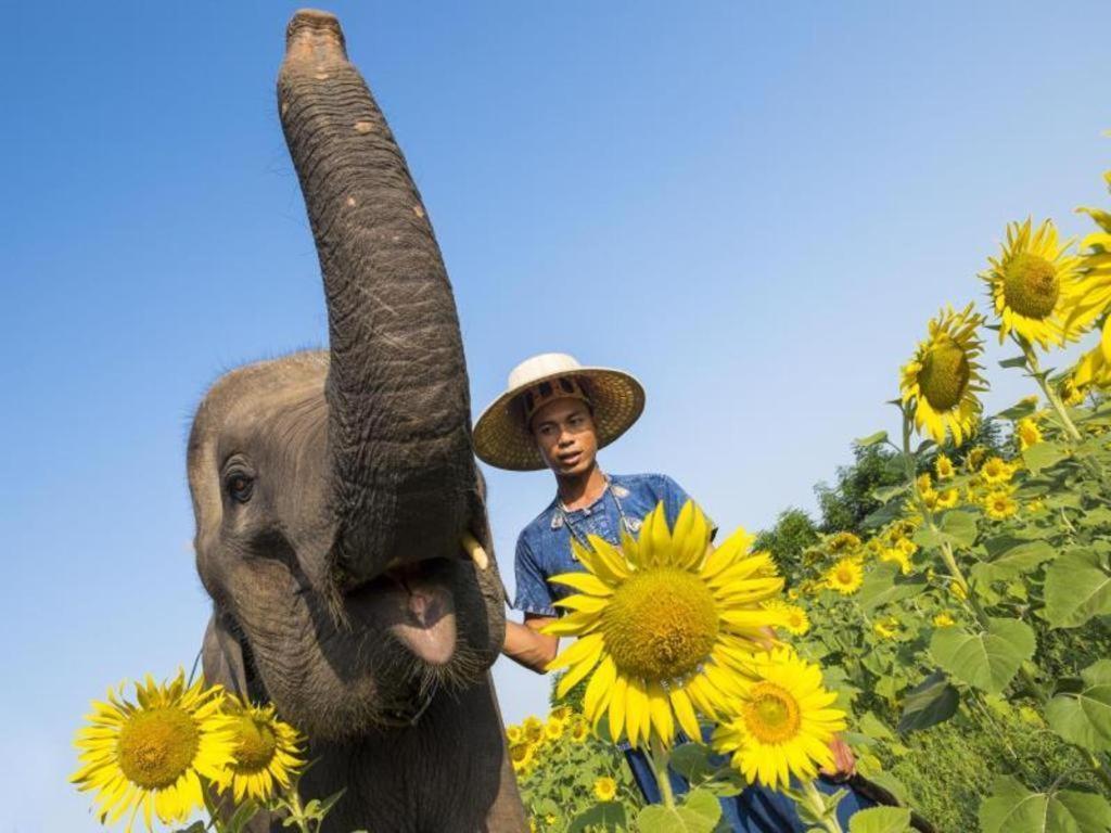 Baan Souchada & Resort Saraburi