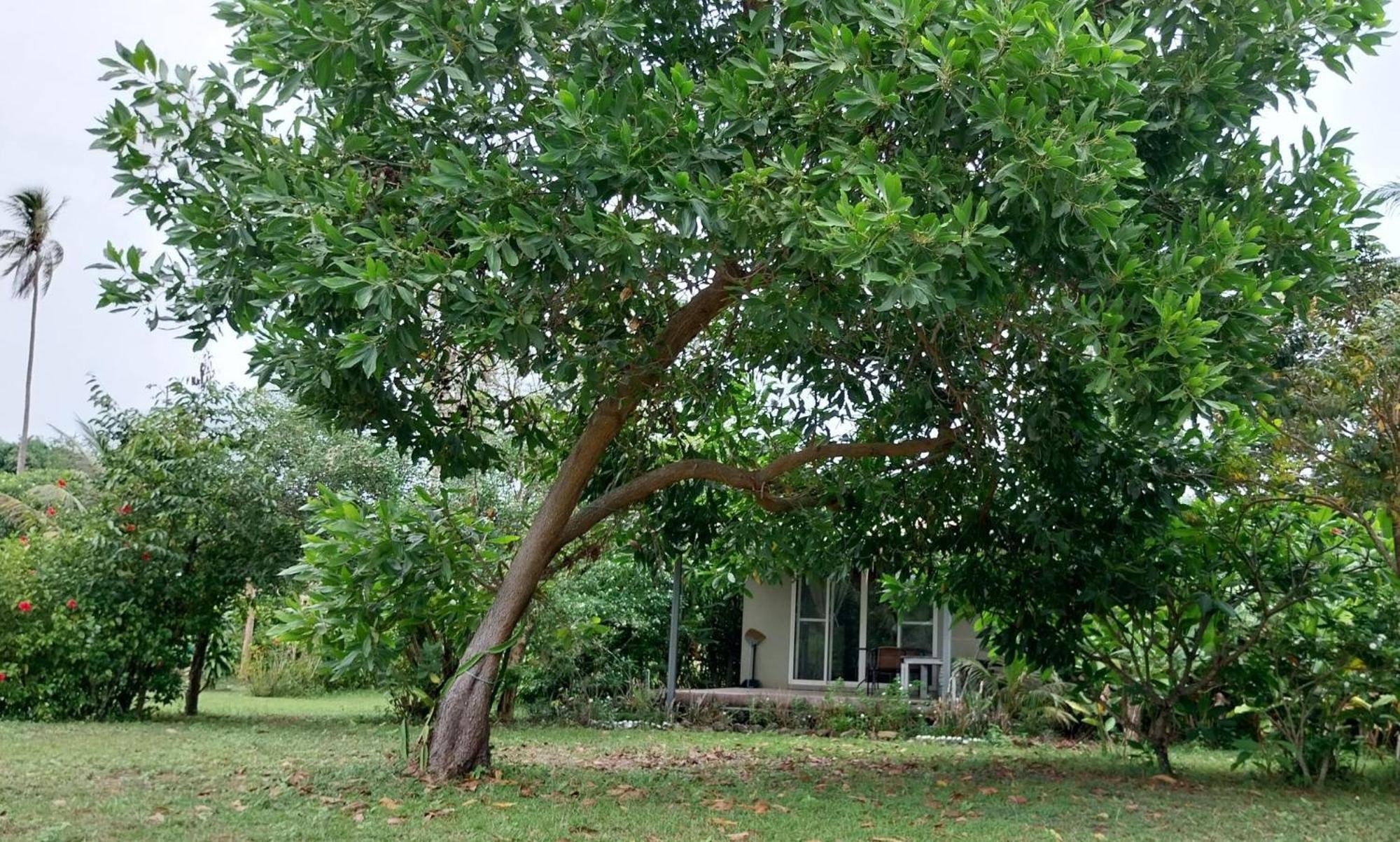 Naivacha Tent Holiday park Koh Mak