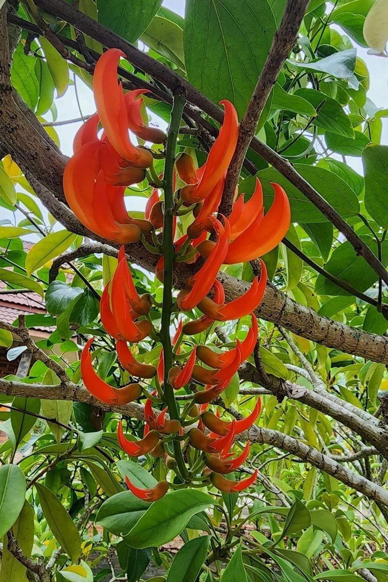 M Songkhla