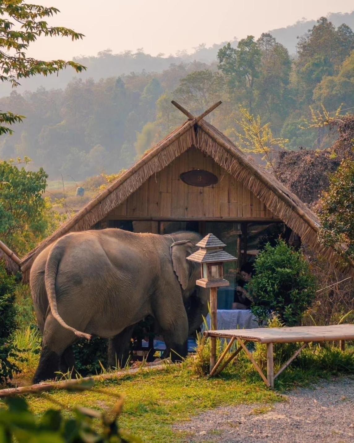 3 Pok Maewang Jinxiang Gold Elephant Park Homestay