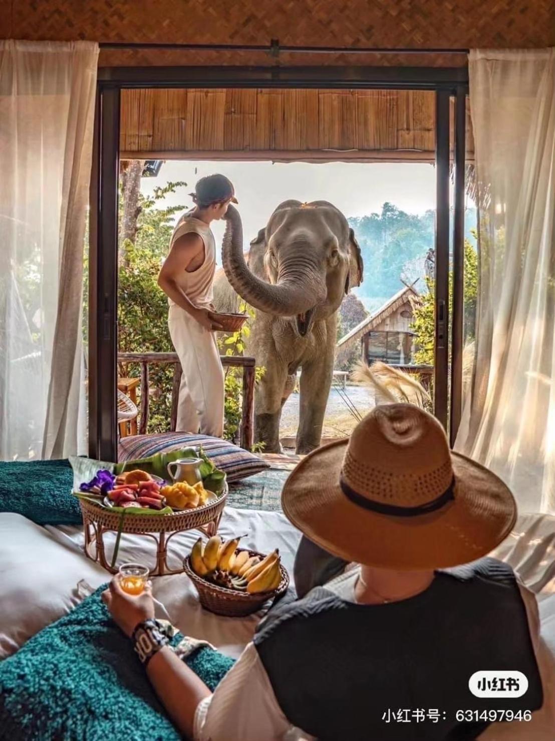 3 Pok Maewang Jinxiang Gold Elephant Park Homestay *