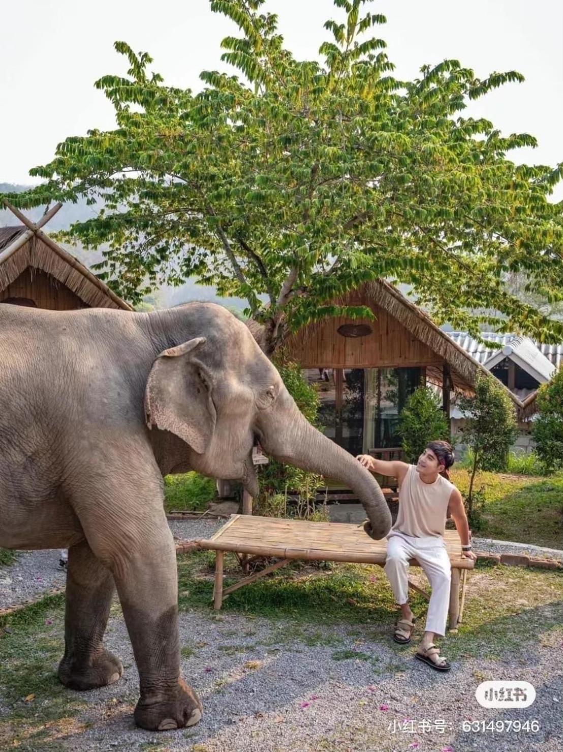 3 Pok Maewang Jinxiang Gold Elephant Park Homestay Mae Wang