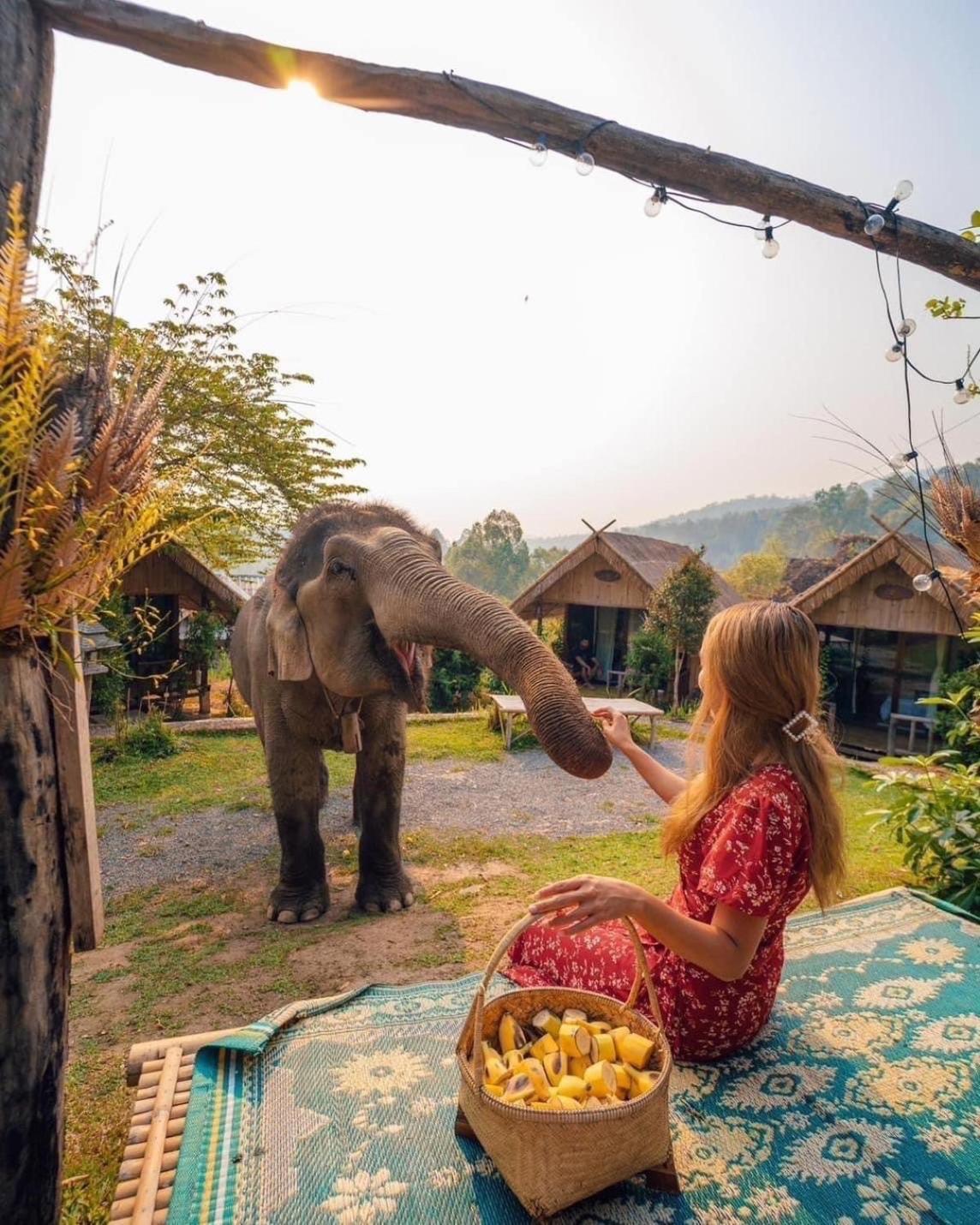 Homestay 3 Pok Maewang Jinxiang Gold Elephant Park Mae Wang