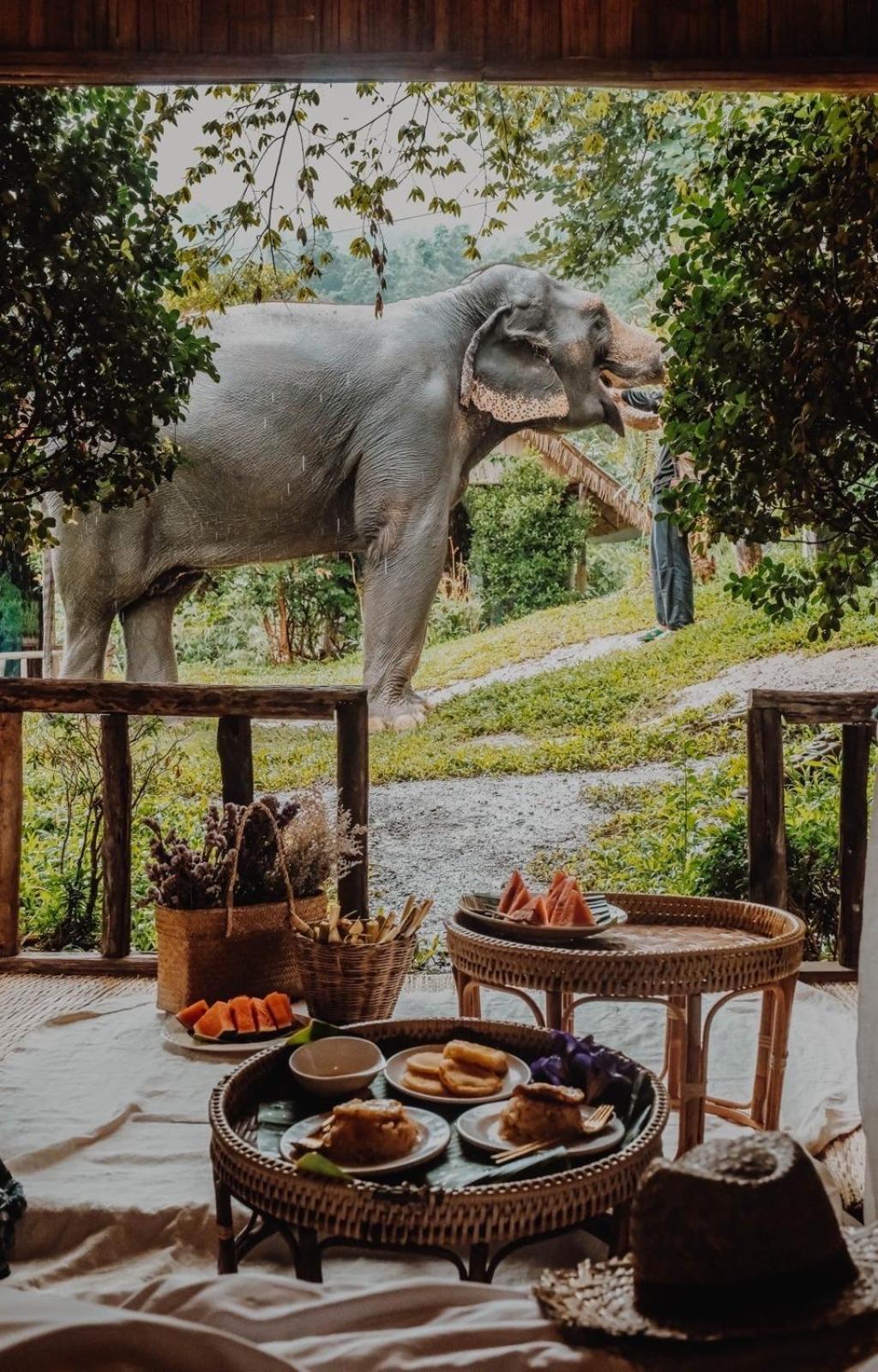 3 Pok Maewang Jinxiang Gold Elephant Park Homestay