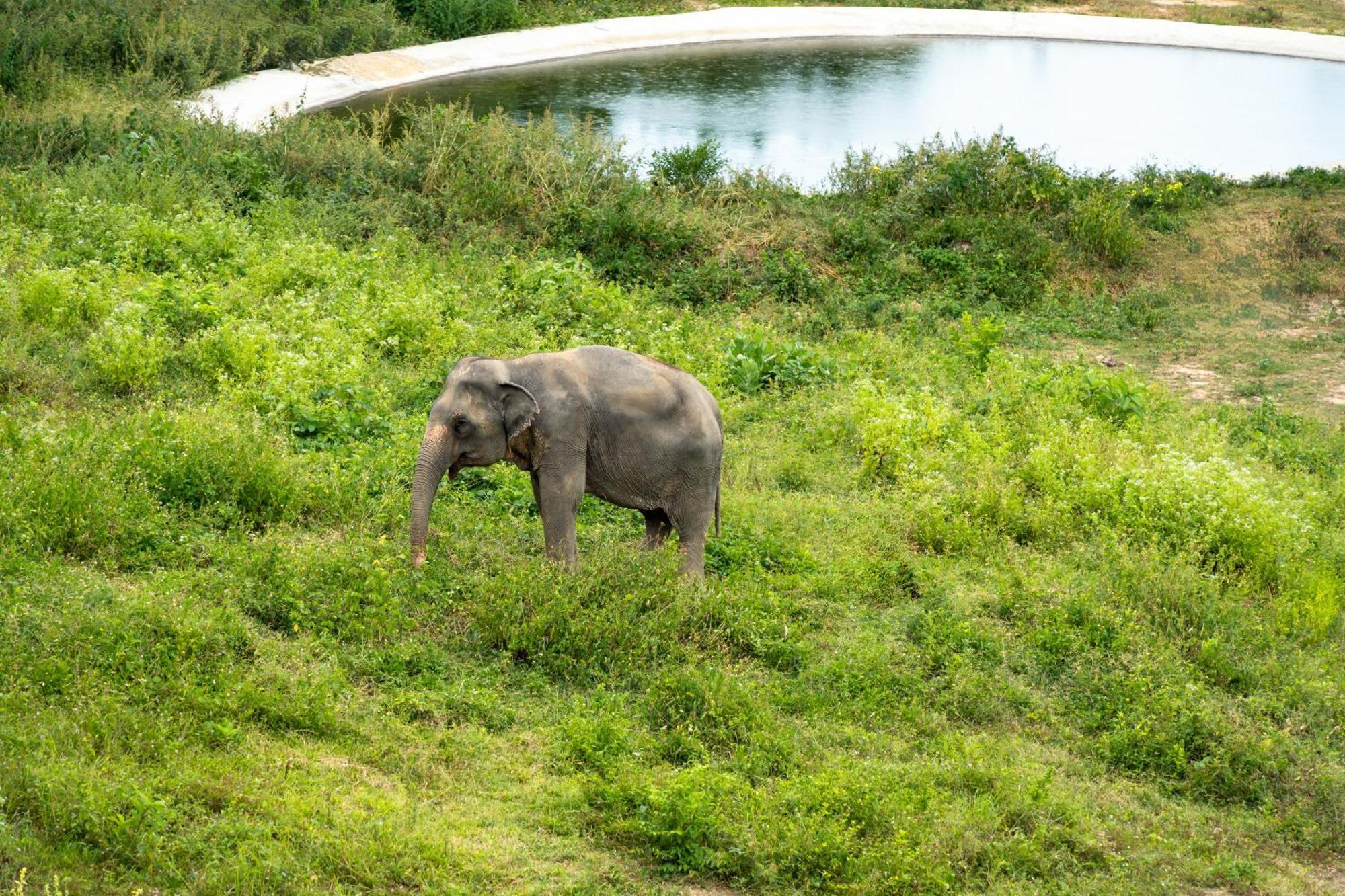 Hotel Wild Elephant Sanctuary