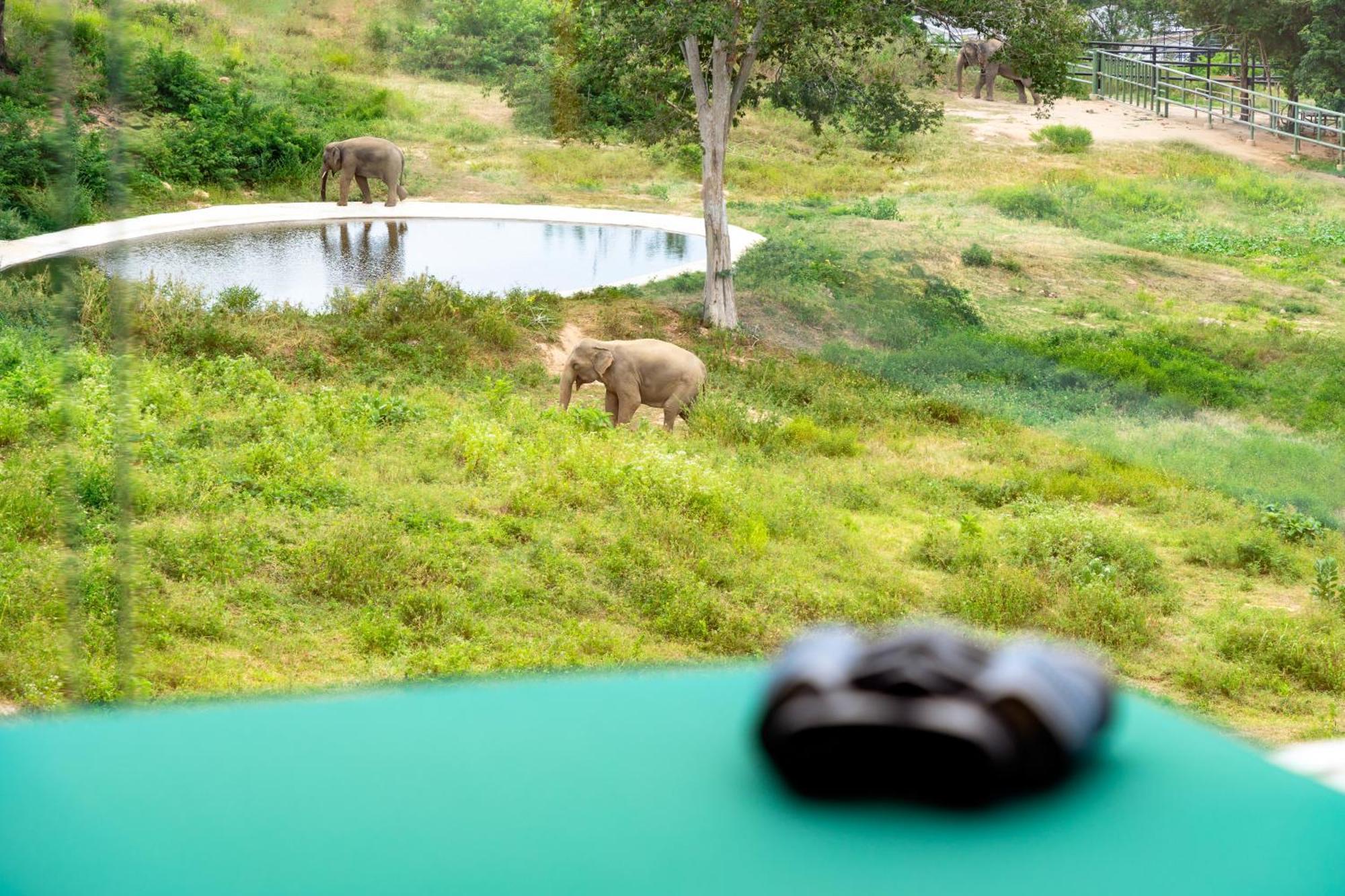 Wild Elephant Sanctuary Amphoe Koksamui