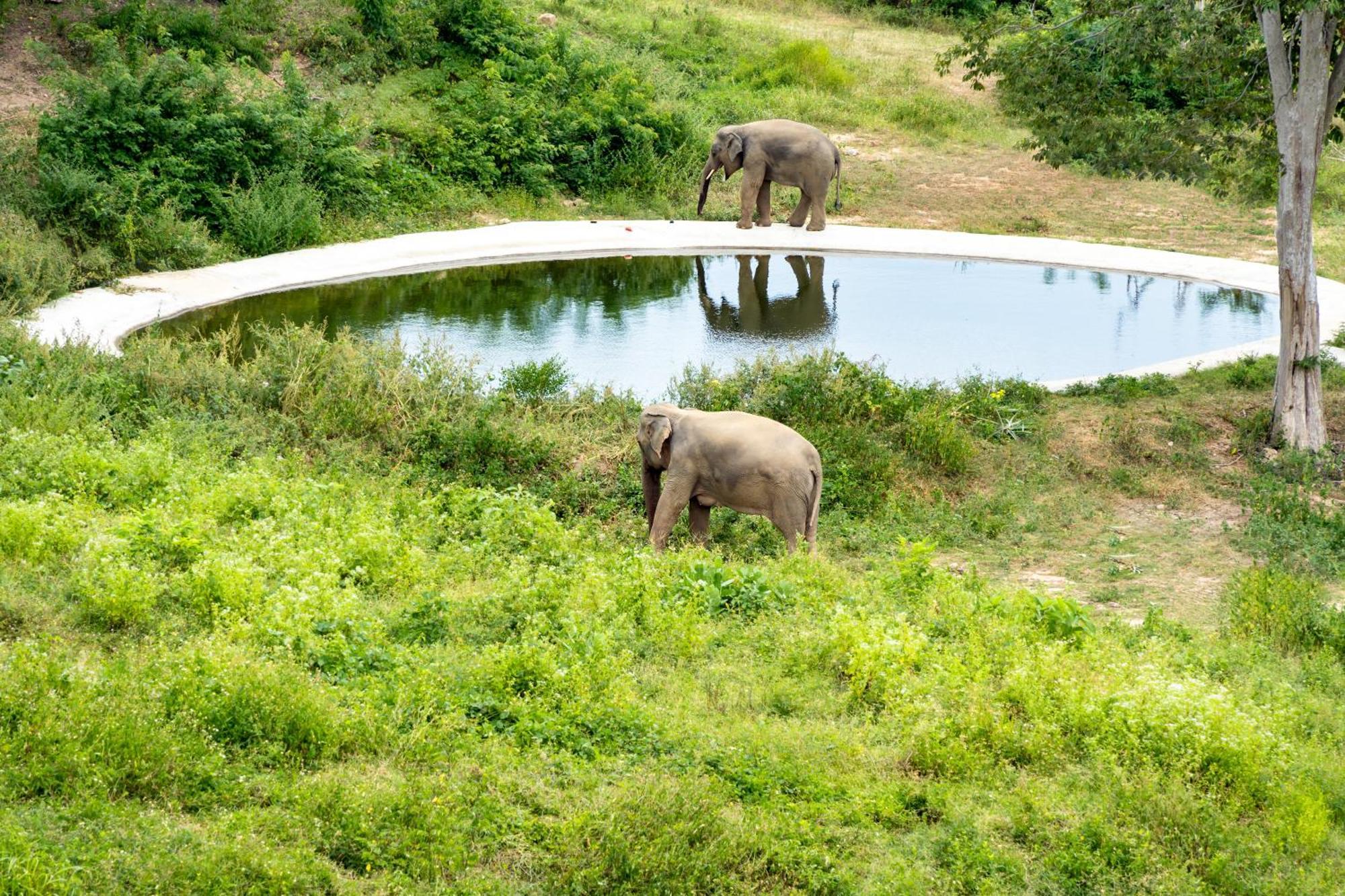 Hotel Wild Elephant Sanctuary Amphoe Koksamui