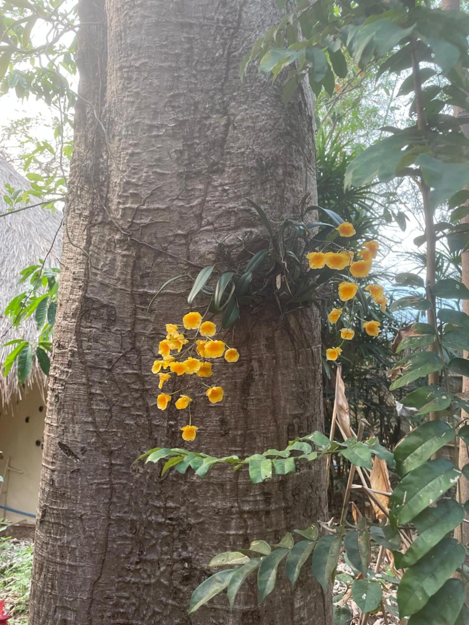 Roundhouses Bed & Breakfast Chiang Dao