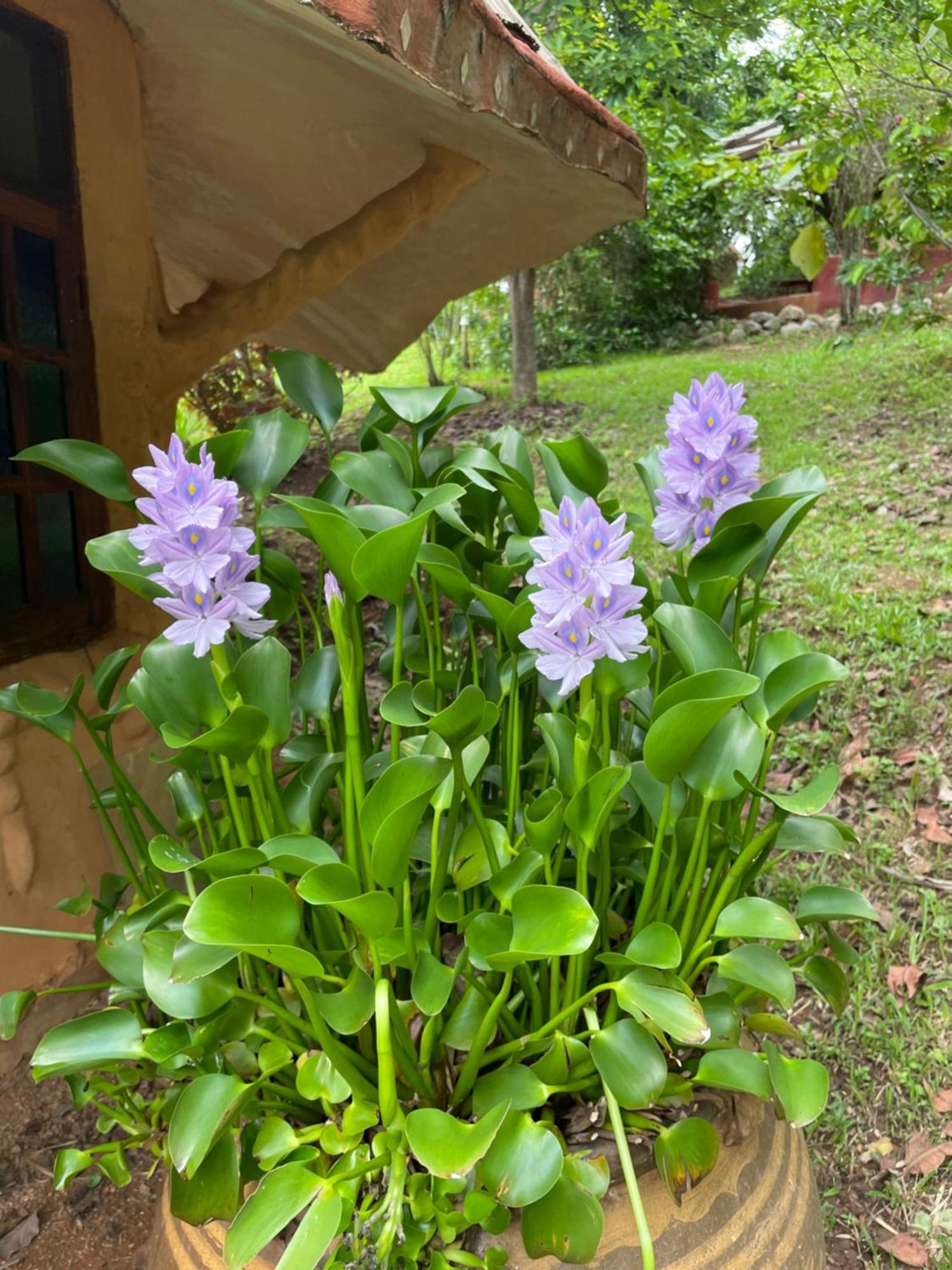 Bed & Breakfast Roundhouses Chiang Dao