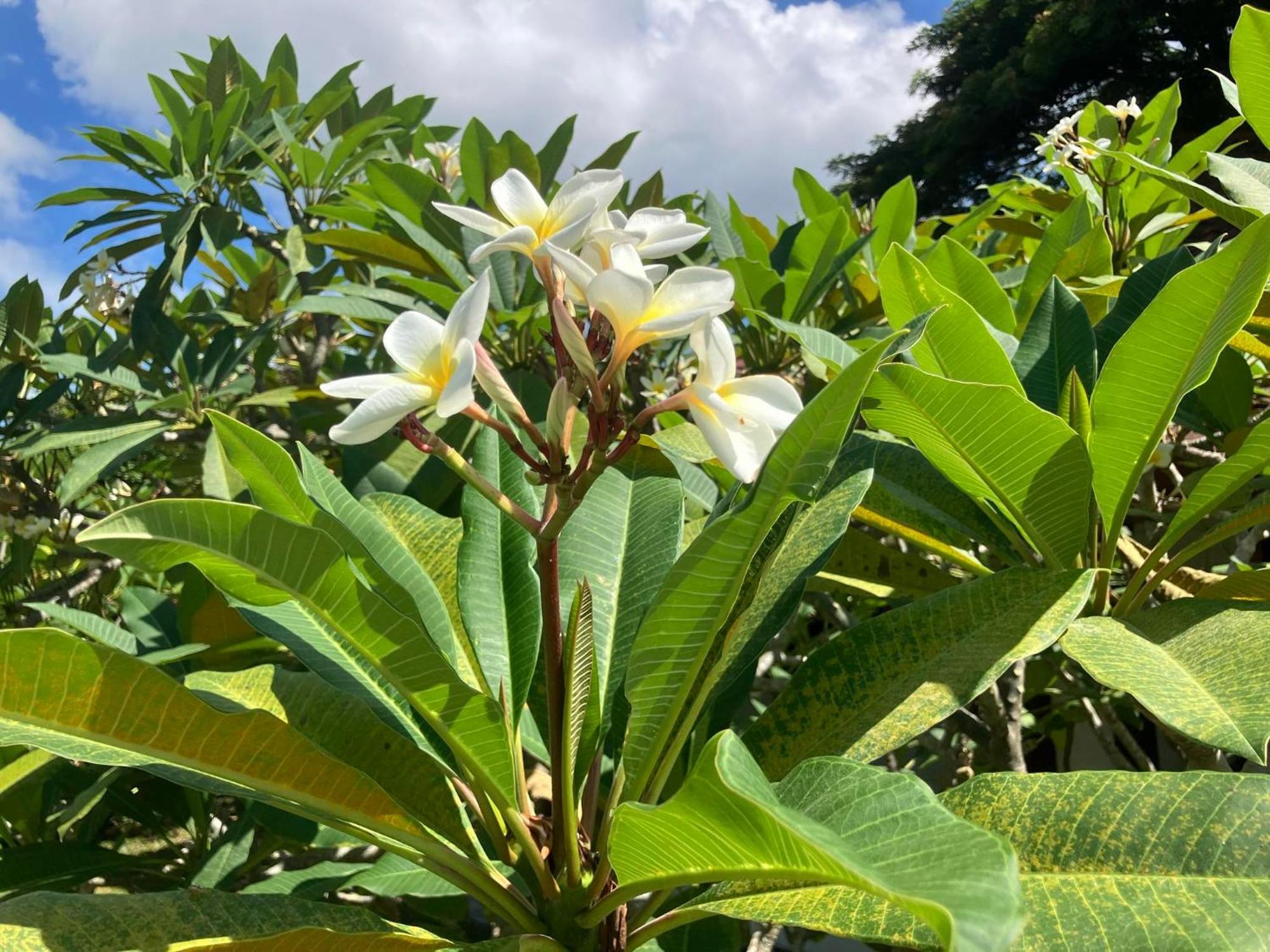Samui Garden