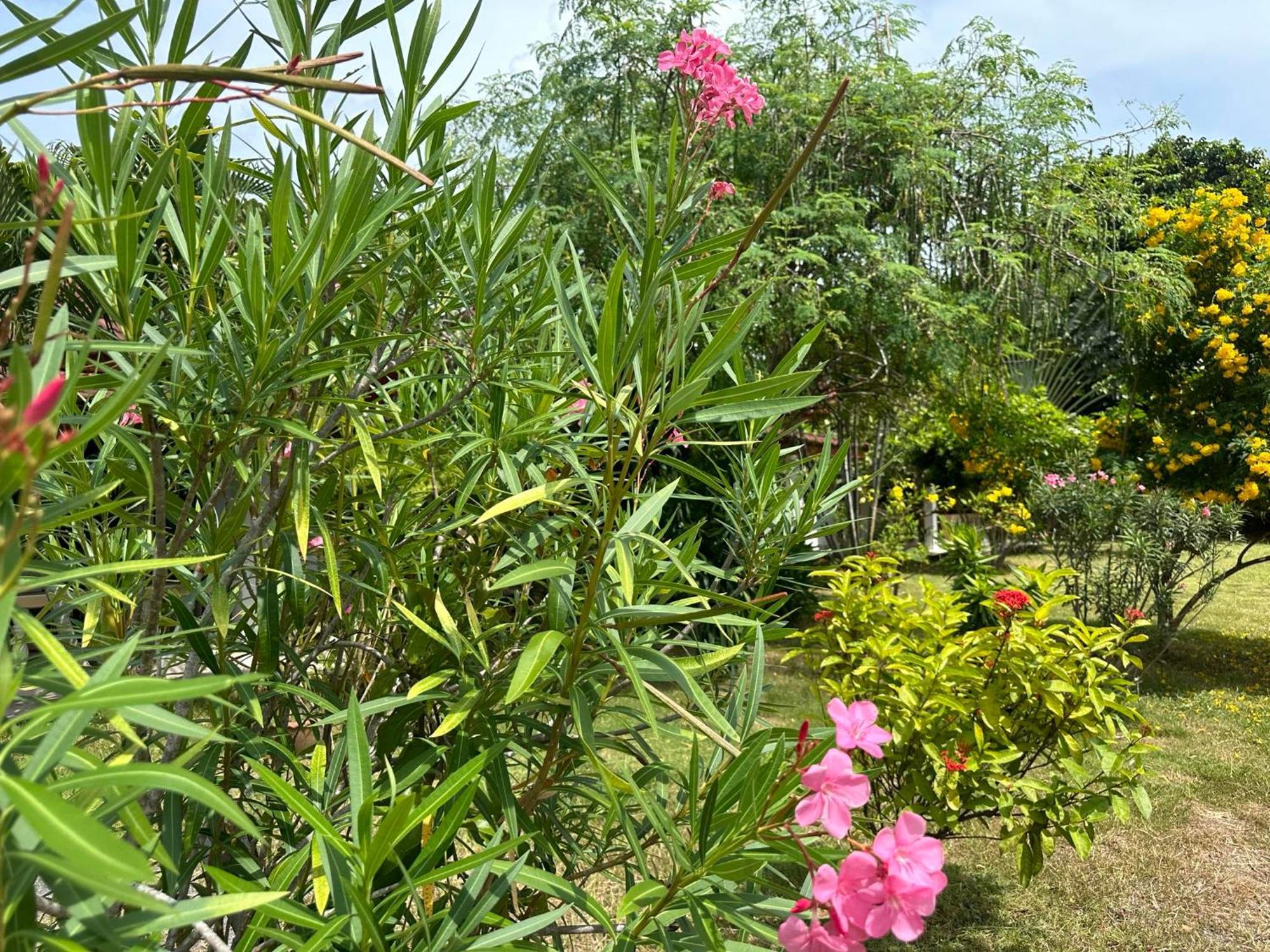 Homestay Samui Garden