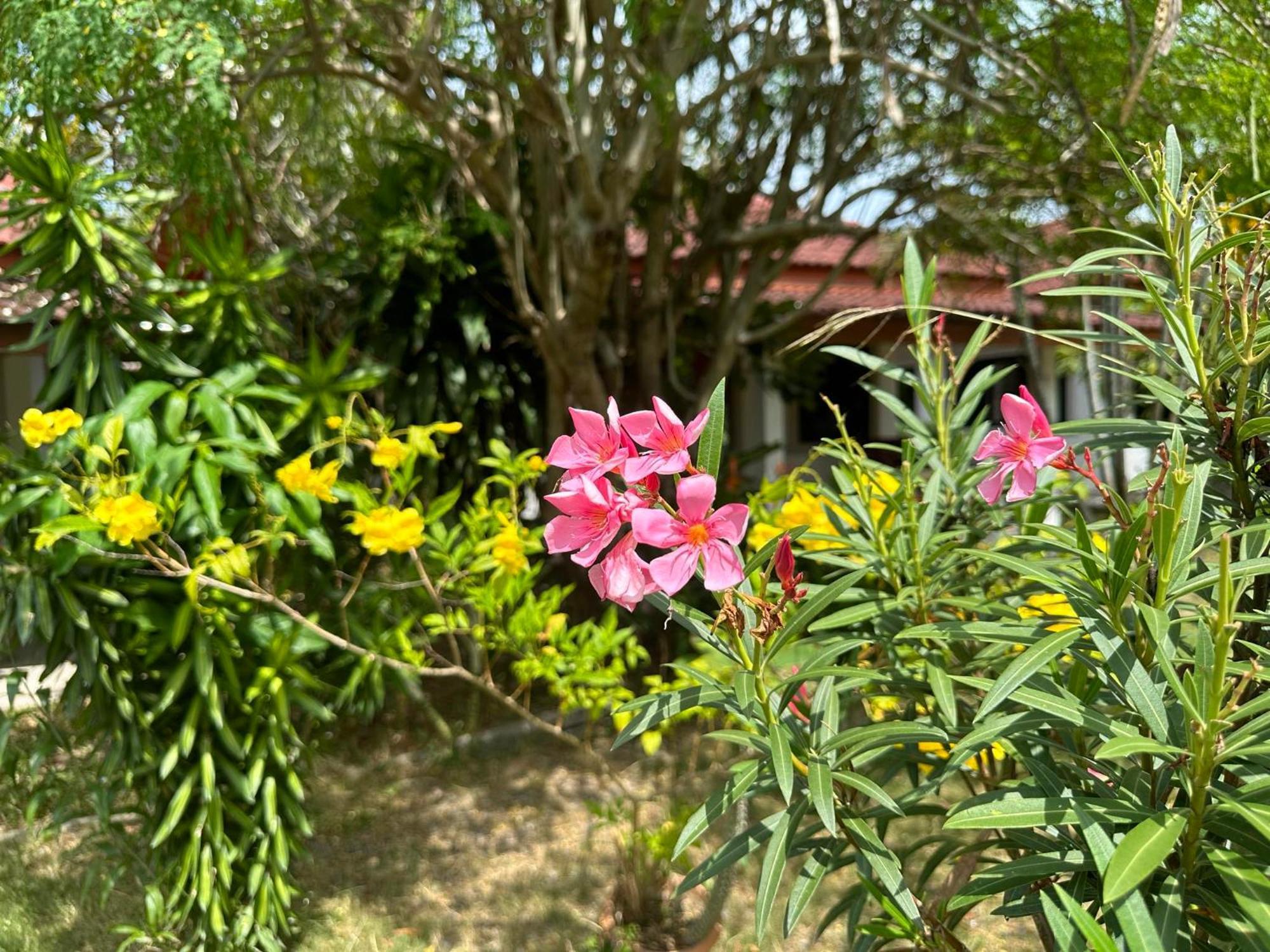 Homestay Samui Garden *