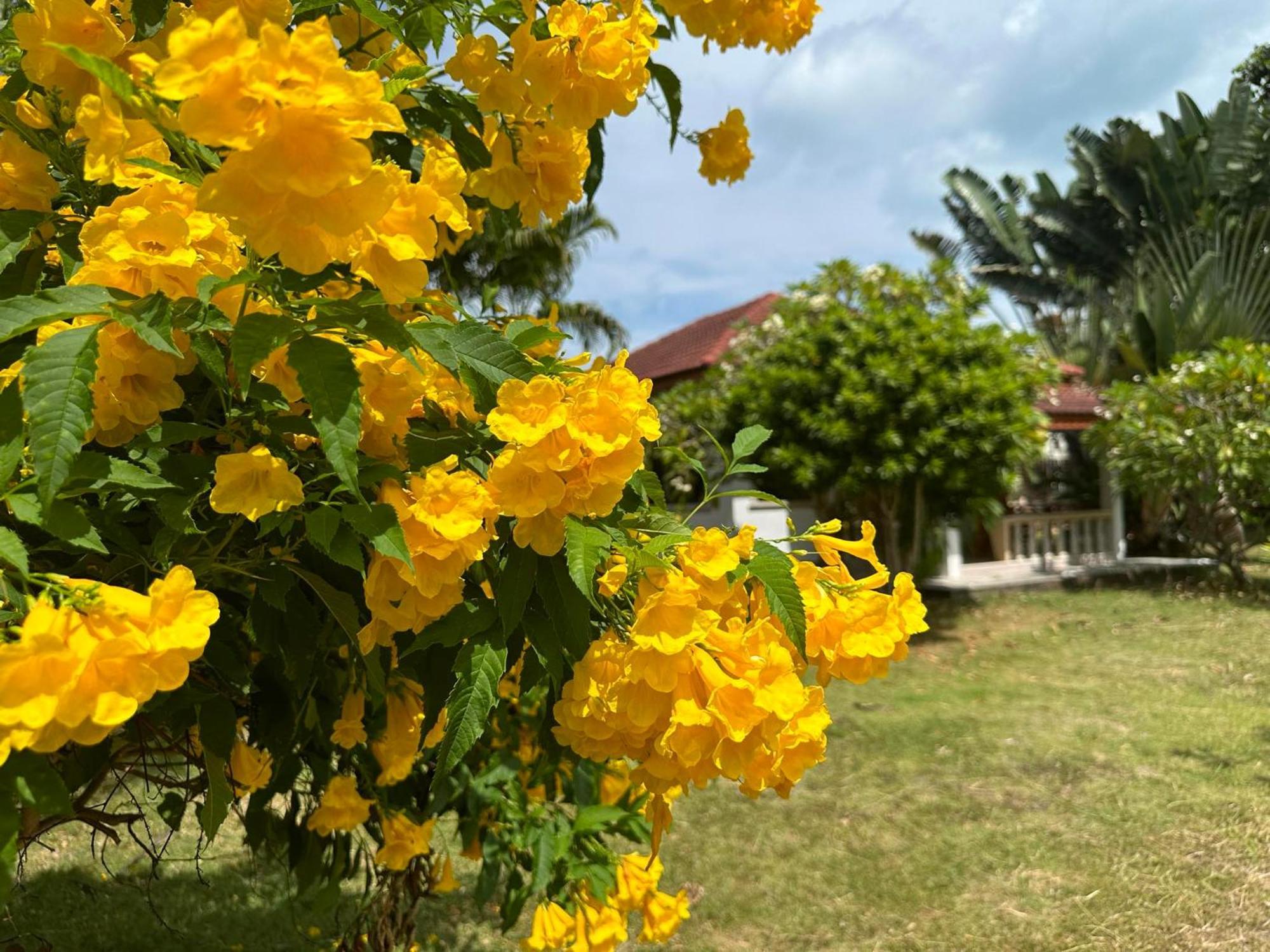 Homestay Samui Garden Bang Rak Beach (Koh Samui)