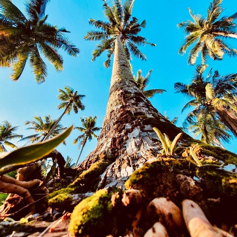 Suan Maprao