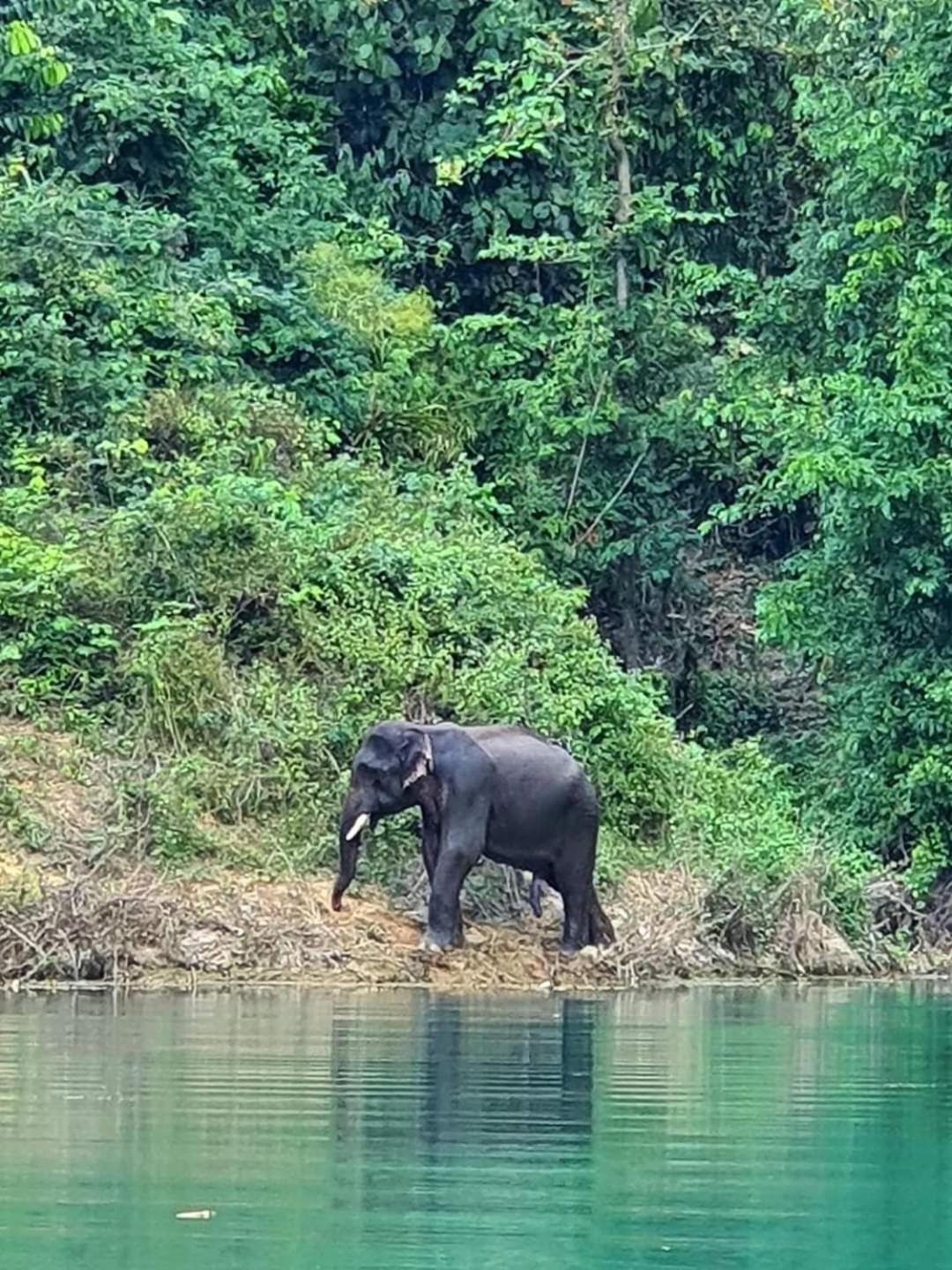 Hotel Khao Sok Country