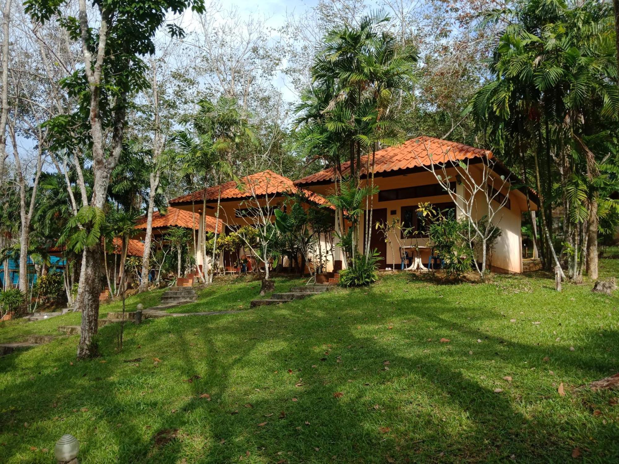 Rubber Tree 2*