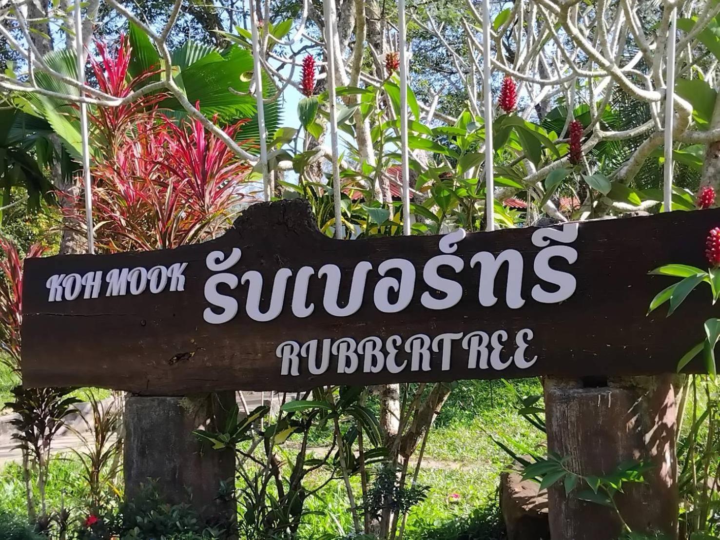 Rubber Tree