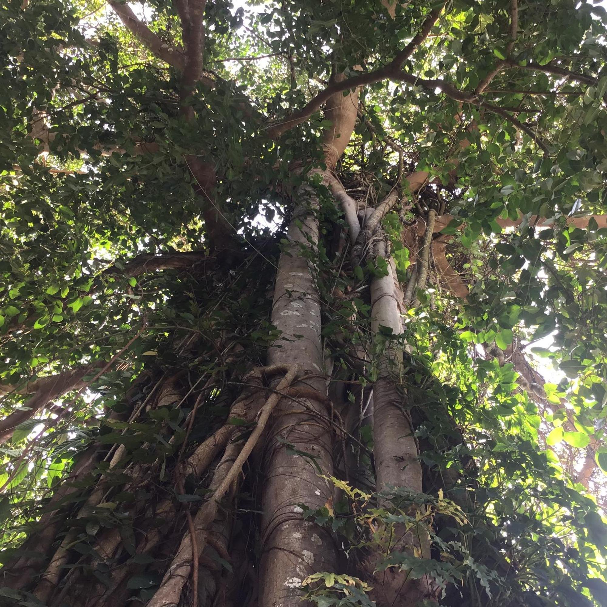 Hotel Grand Tree Koh Chang