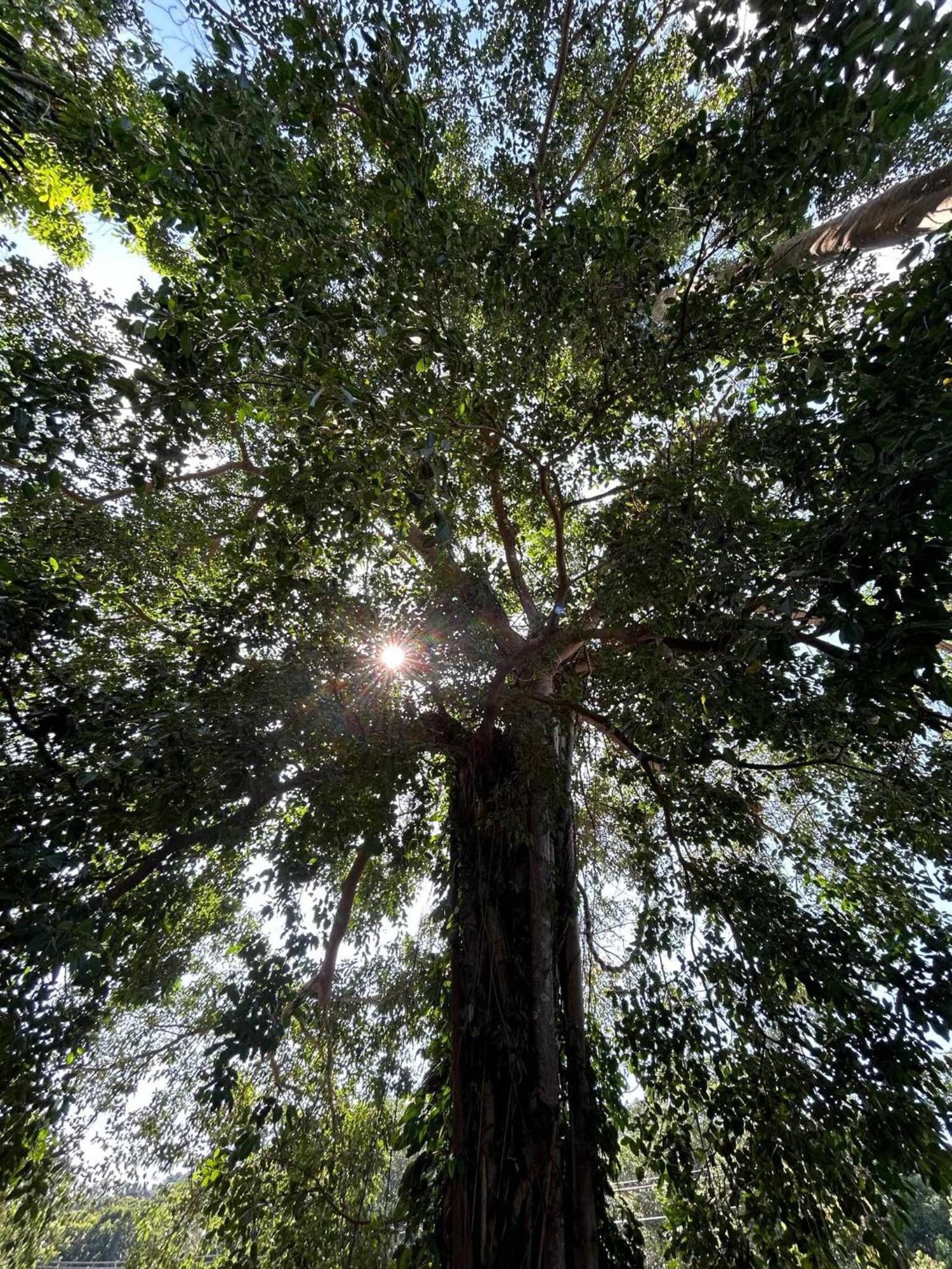Grand Tree * Koh Chang