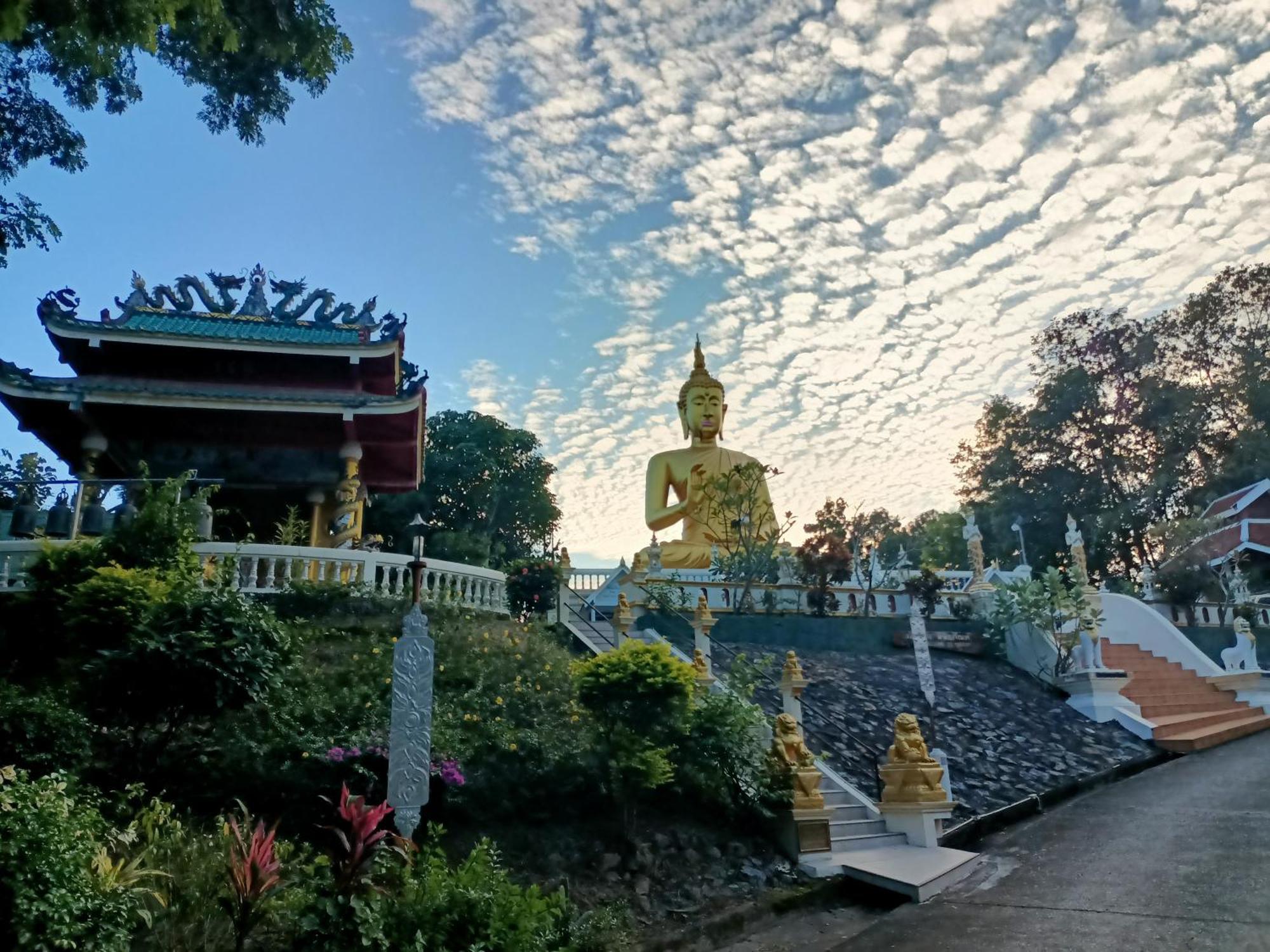 Albizia, Chiang Mai