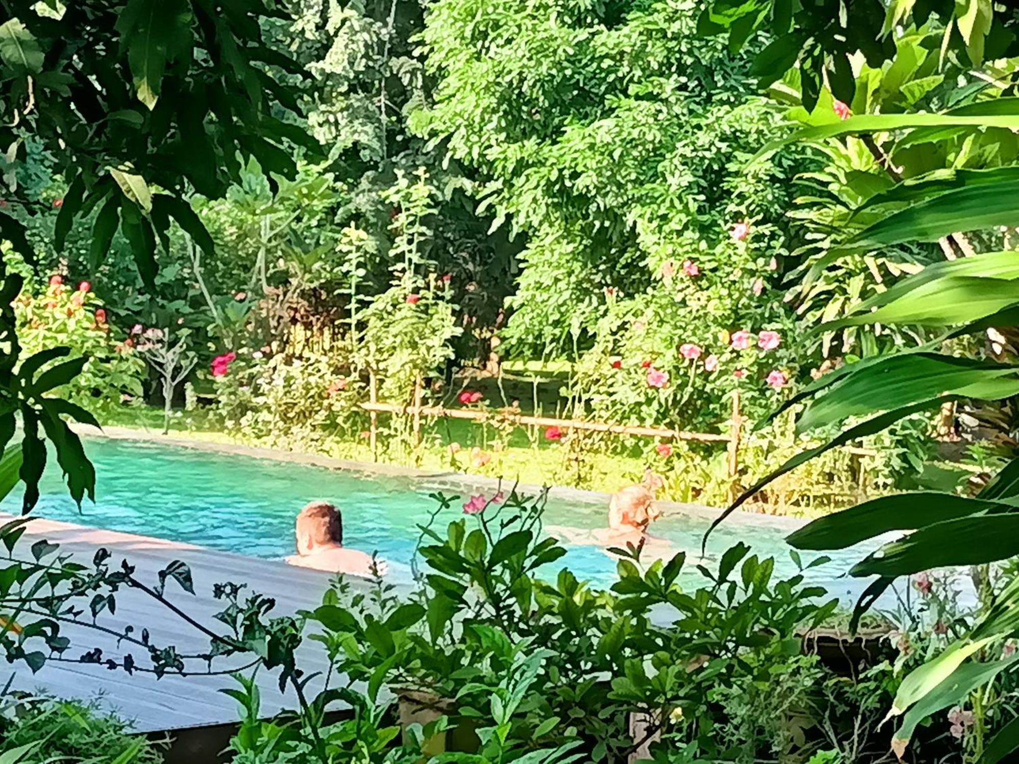 Albizia, Chiang Mai