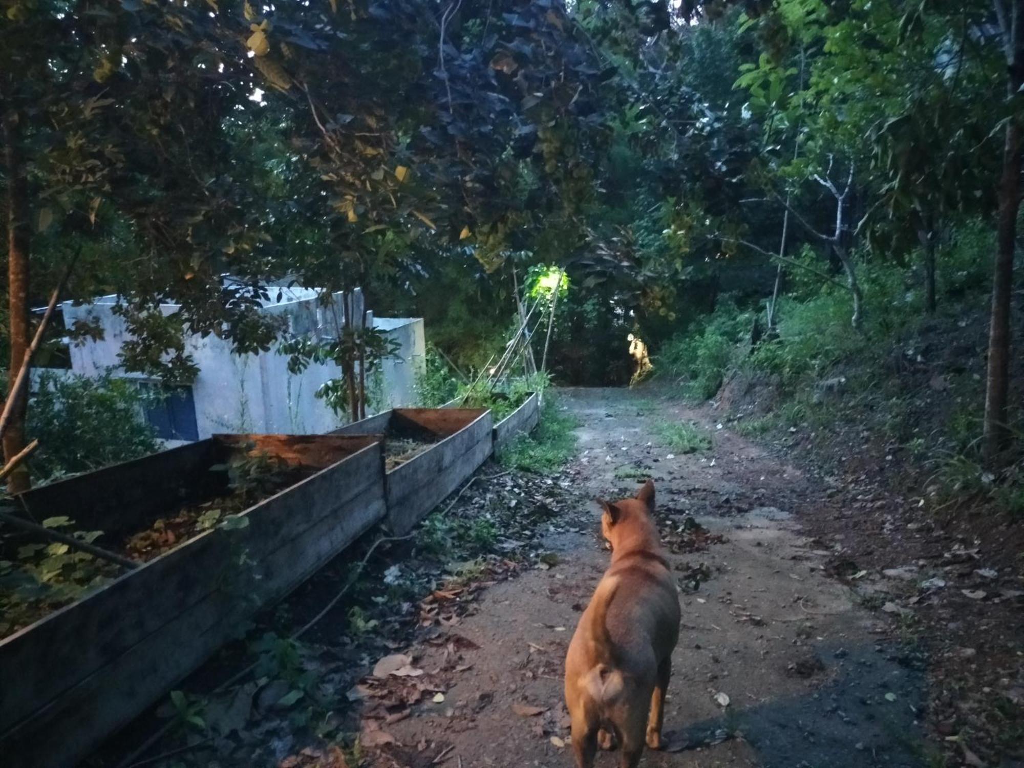 Mountain Jungalows, Koh Chang Homestay