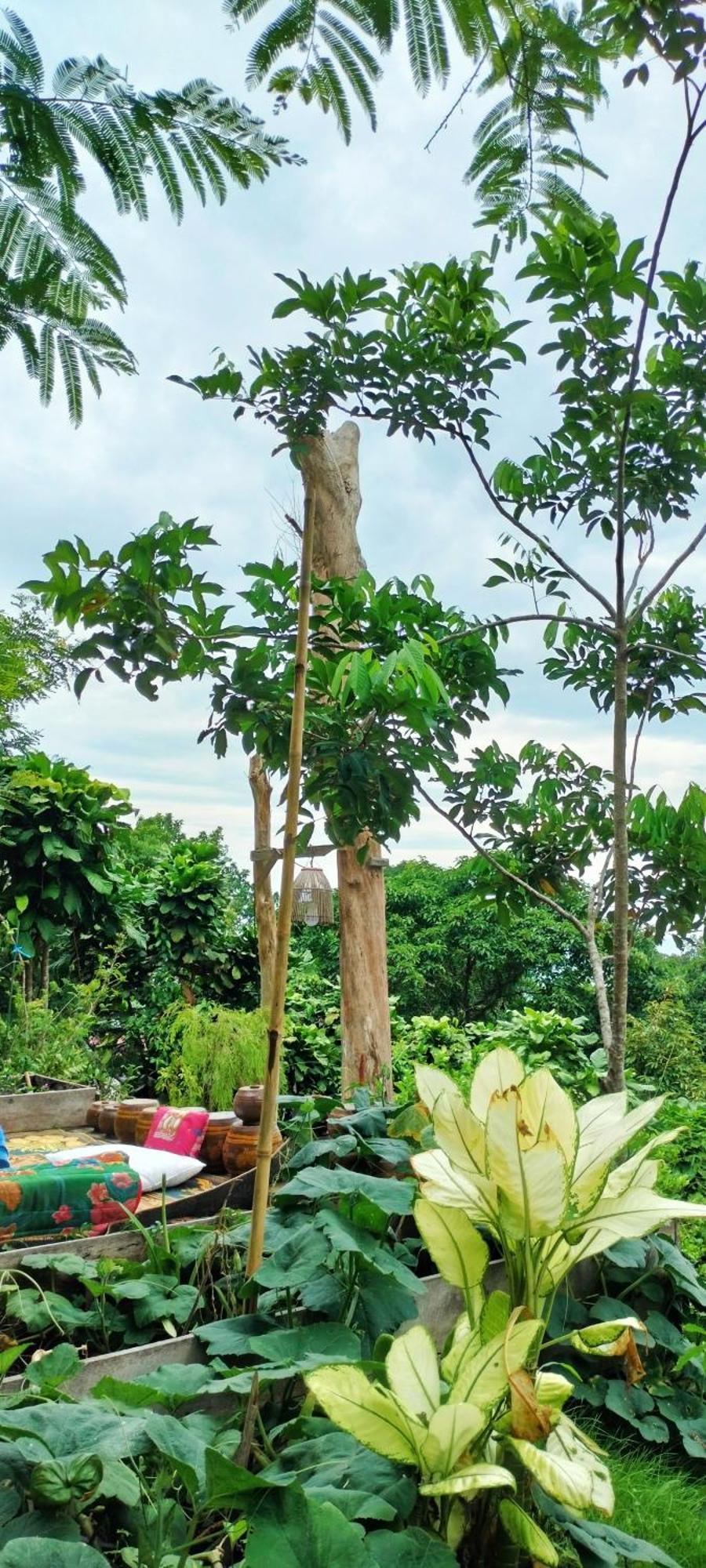 Mountain Jungalows, Koh Chang Homestay *