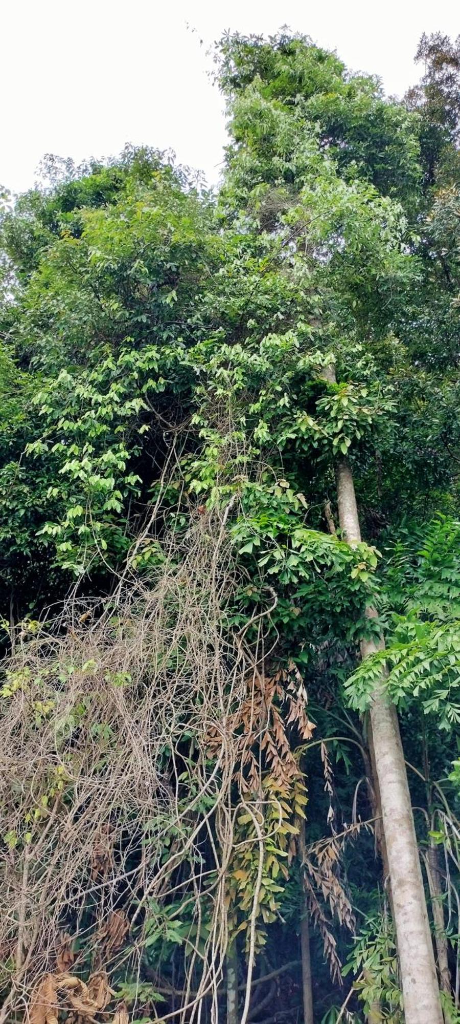 Mountain Jungalows, Koh Chang * Trat