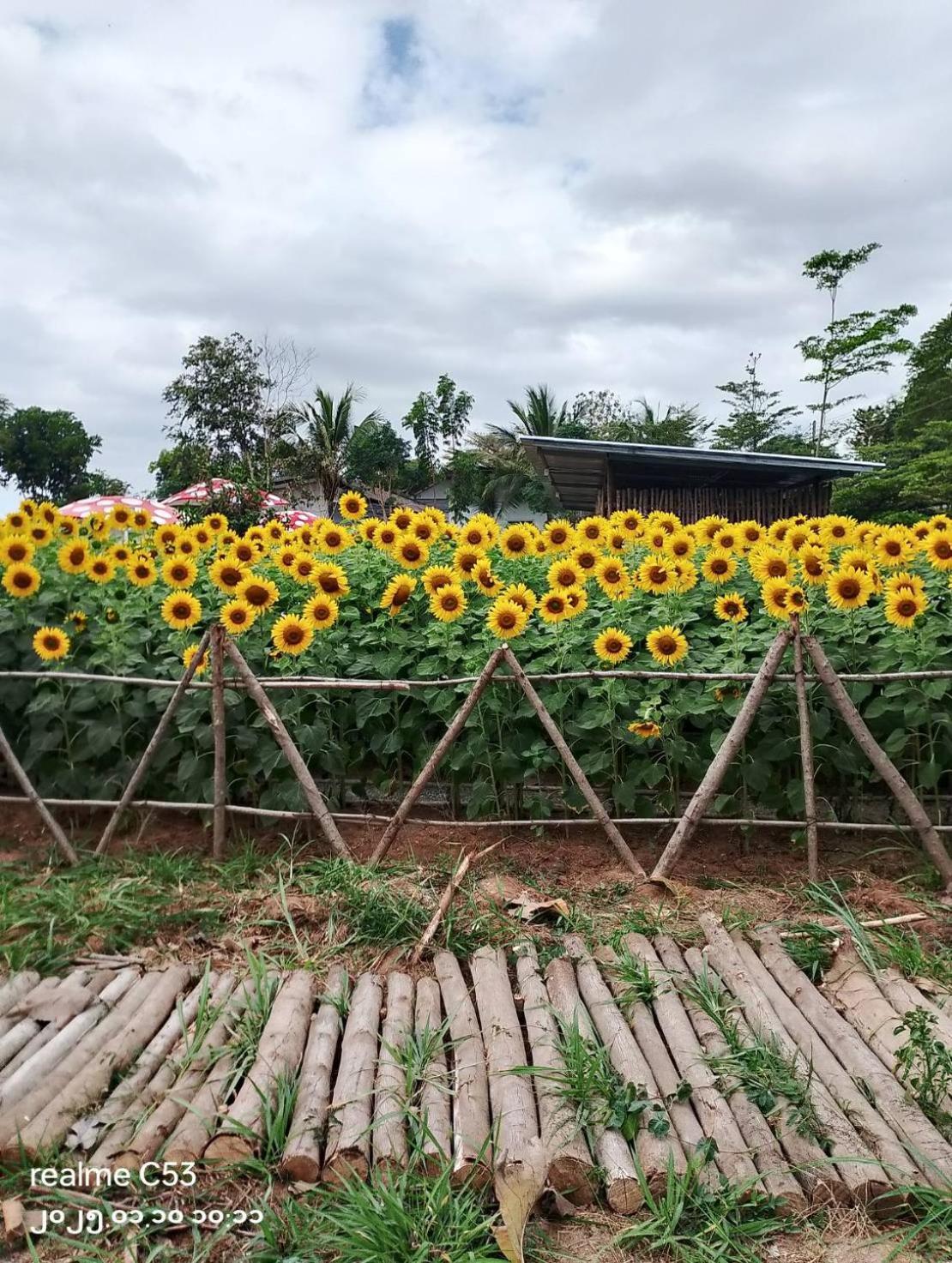 Blue Sky Khao Yai Pakchong