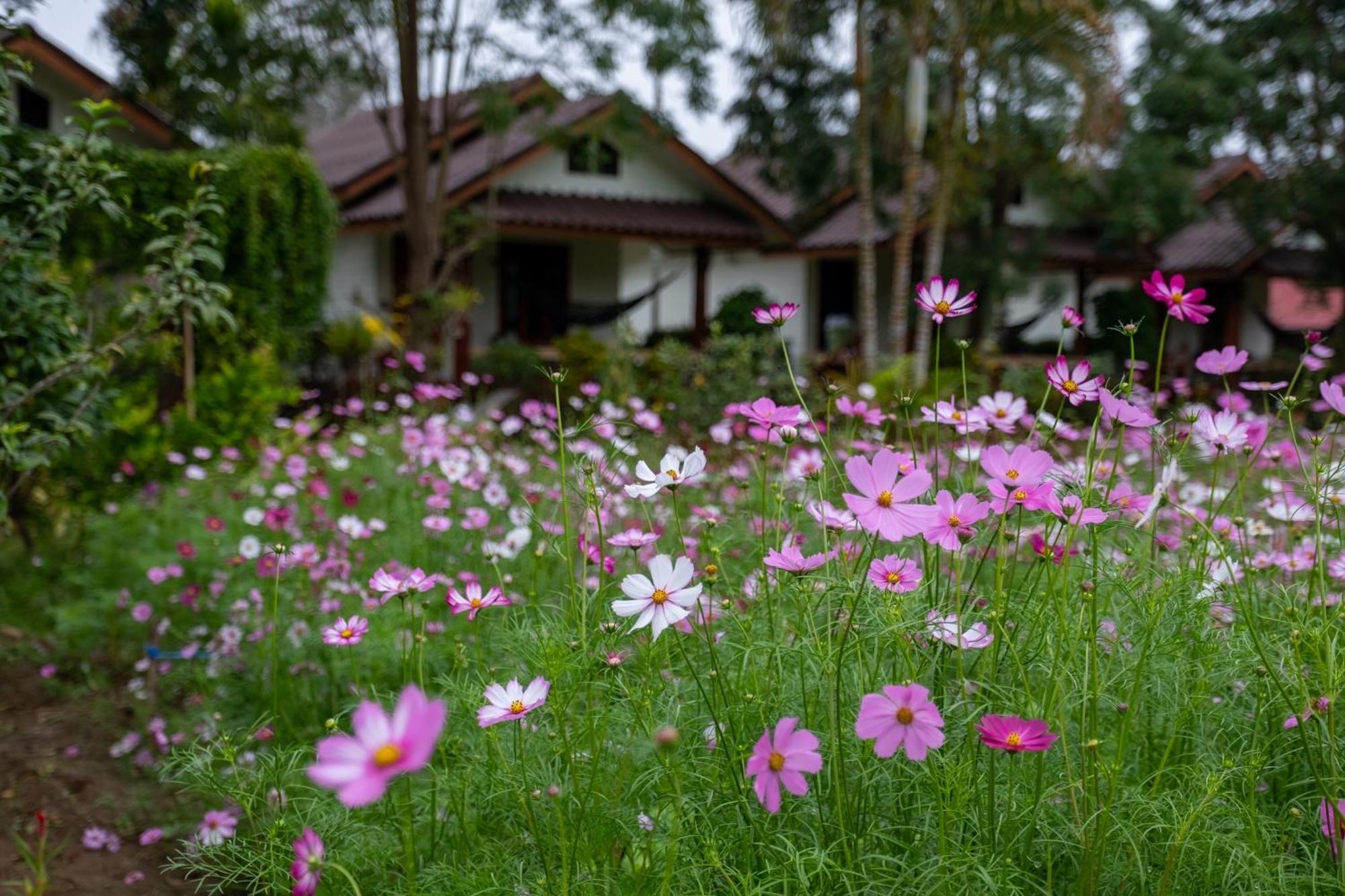 The Nest House Resort Pai