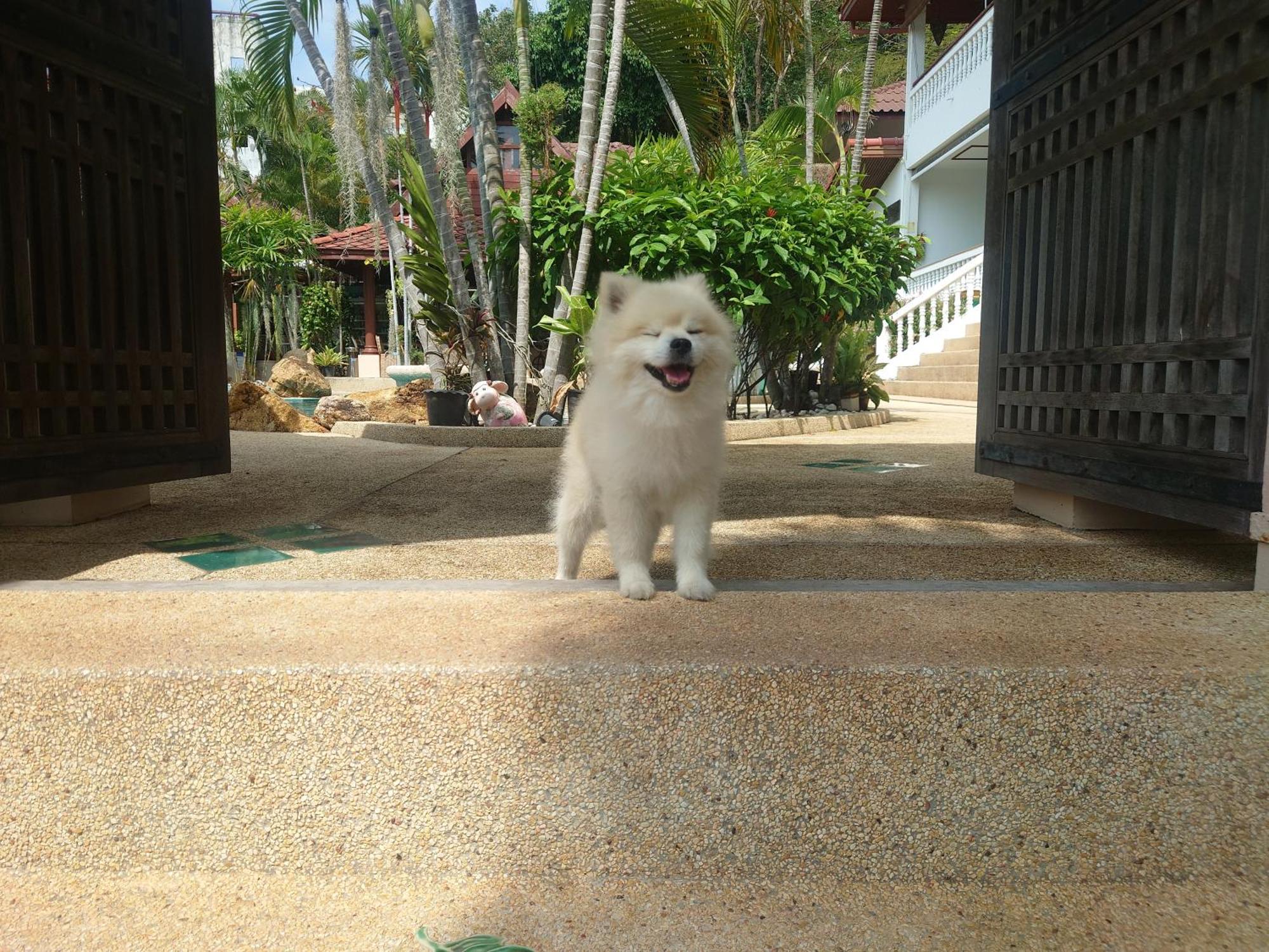 Resort Samui Little Garden Chaweng (Koh Samui)