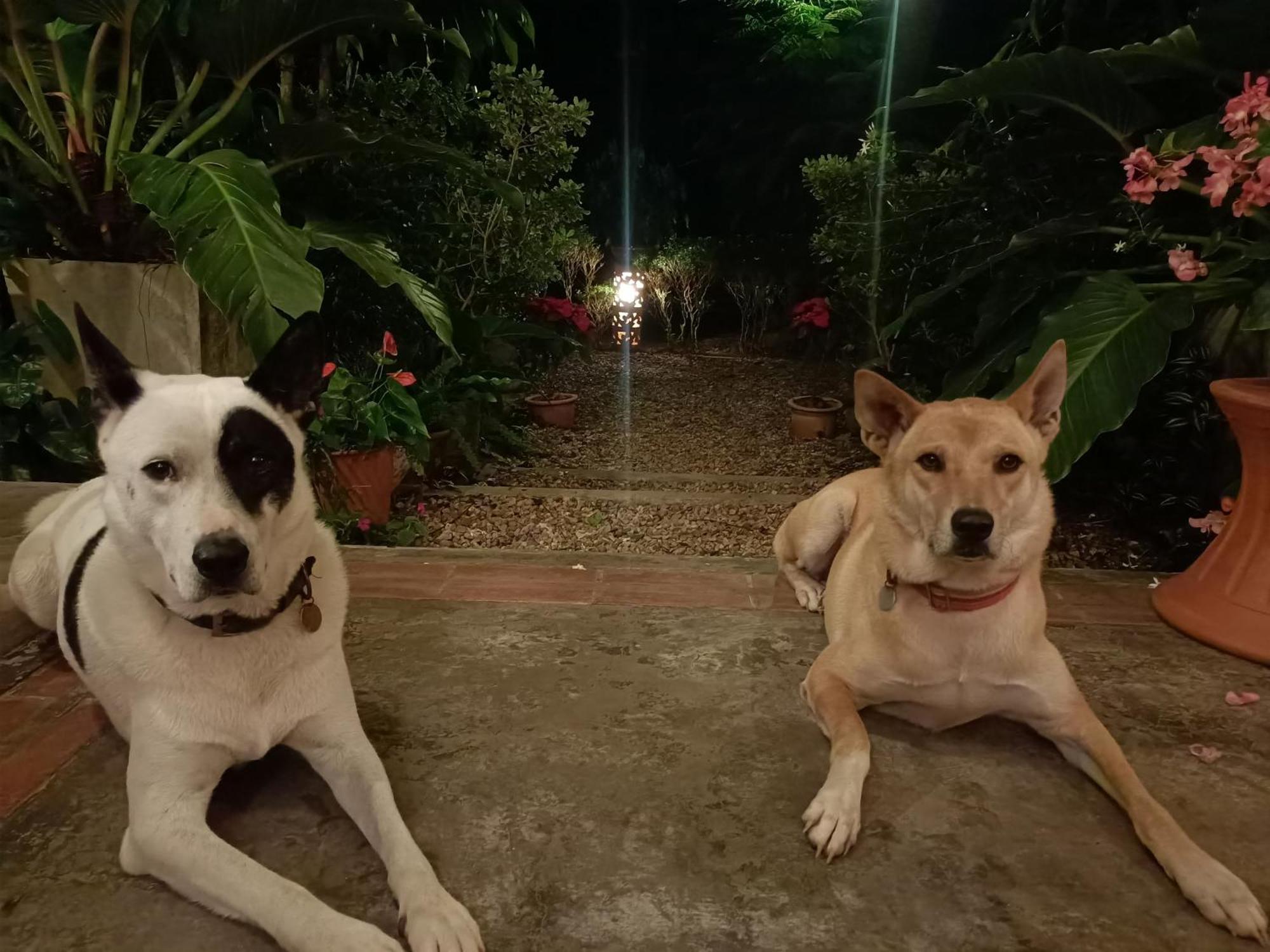 Albizia, Chiang Mai Bed & Breakfast *