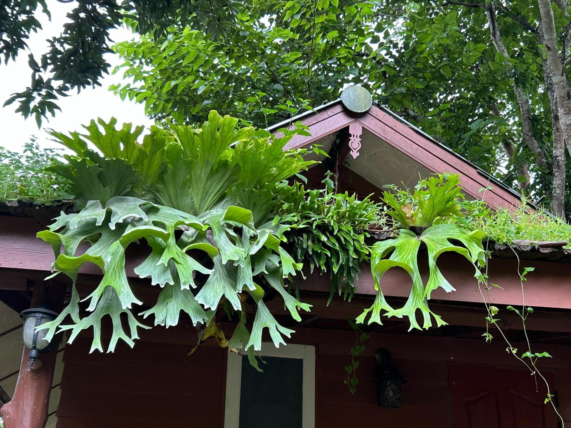 At Chiang Dao, Pooch Lovers 2*